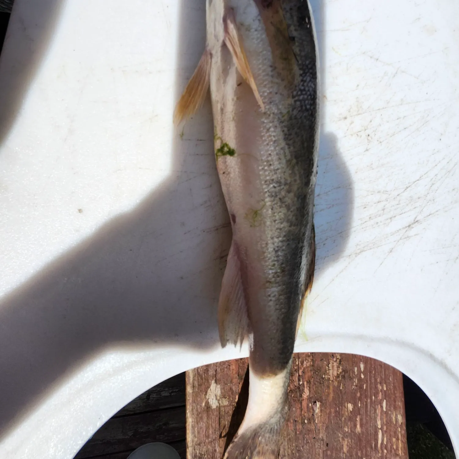 Walleye caught on Fishbrain