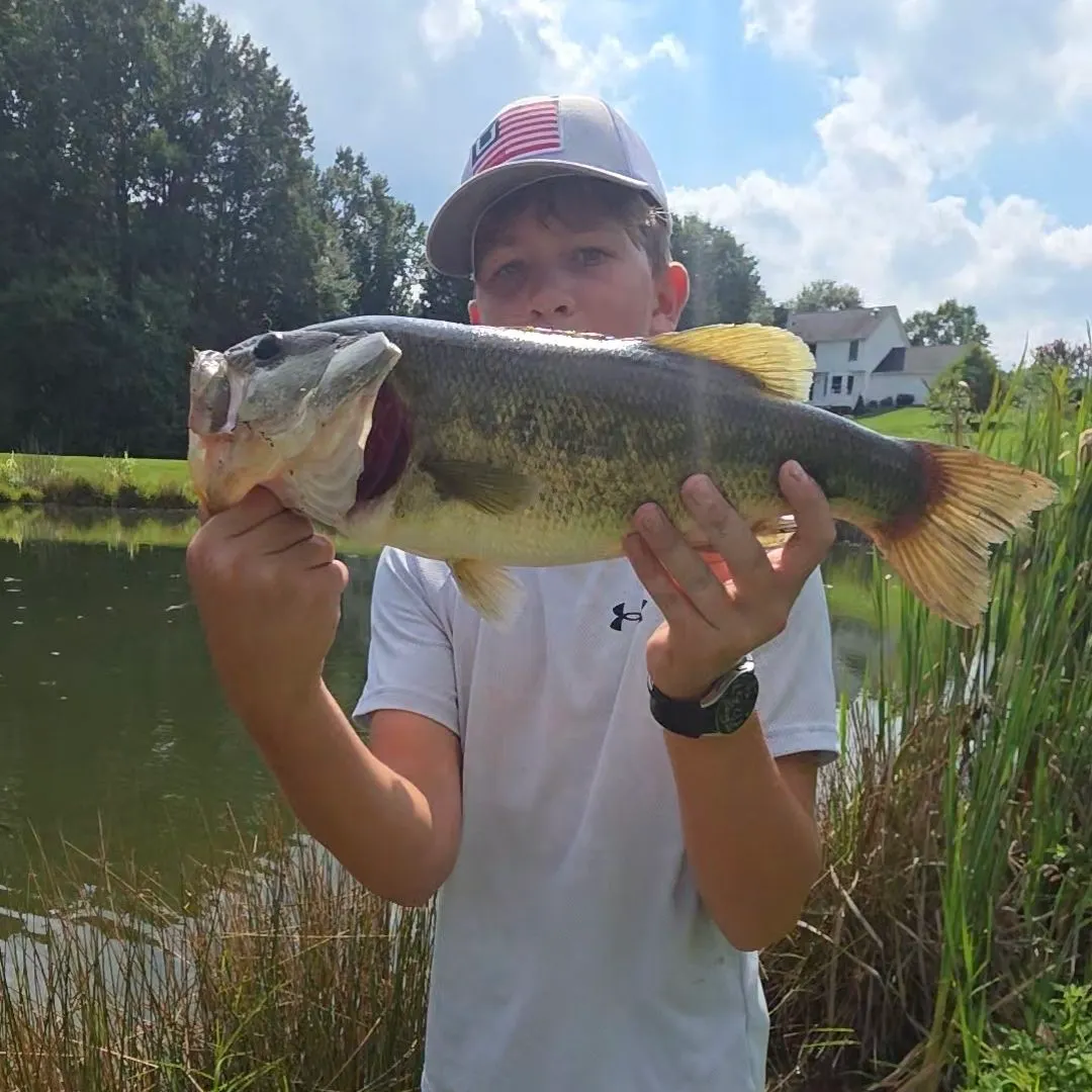Largemouth bass caught on Fishbrain