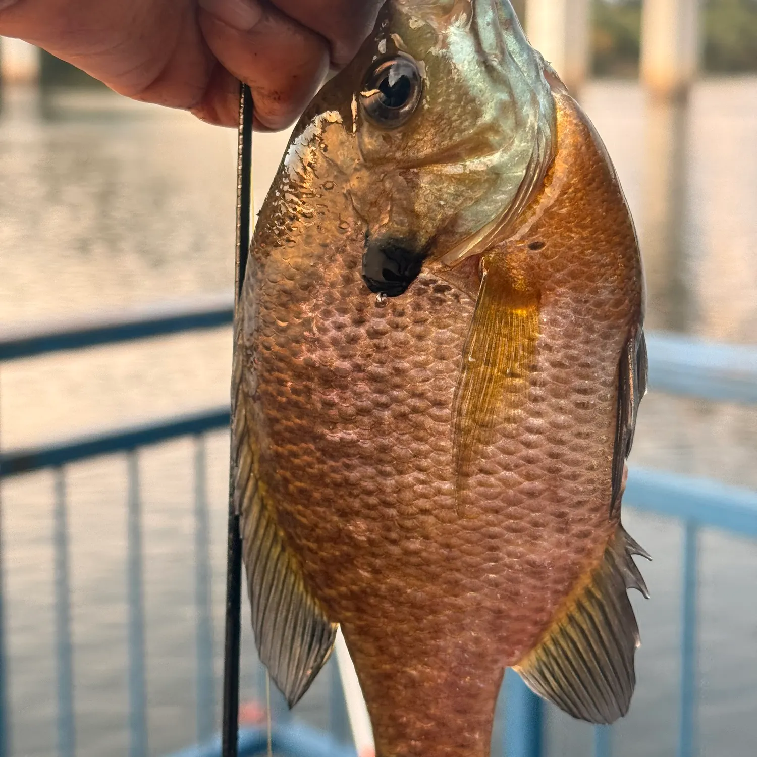 Bluegill caught on Fishbrain
