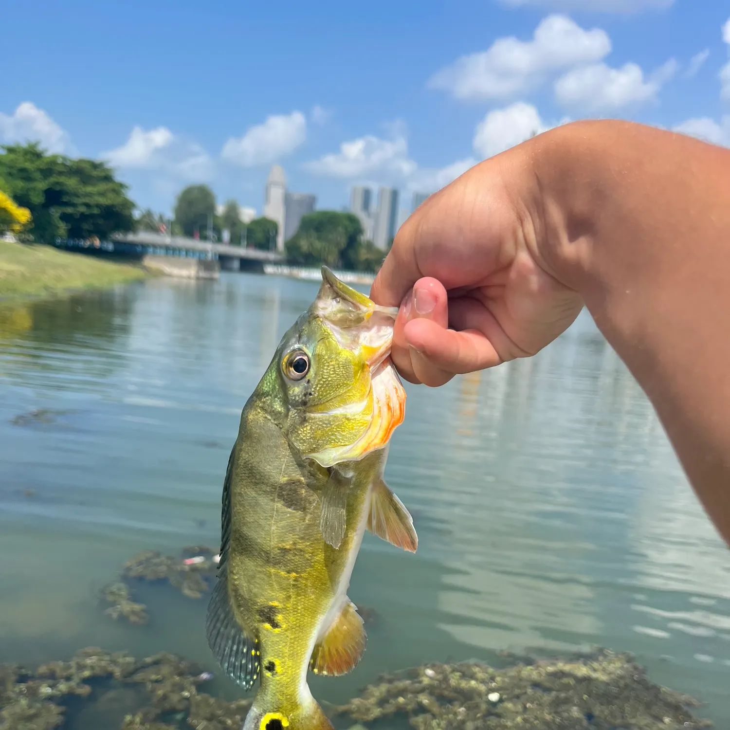 catch