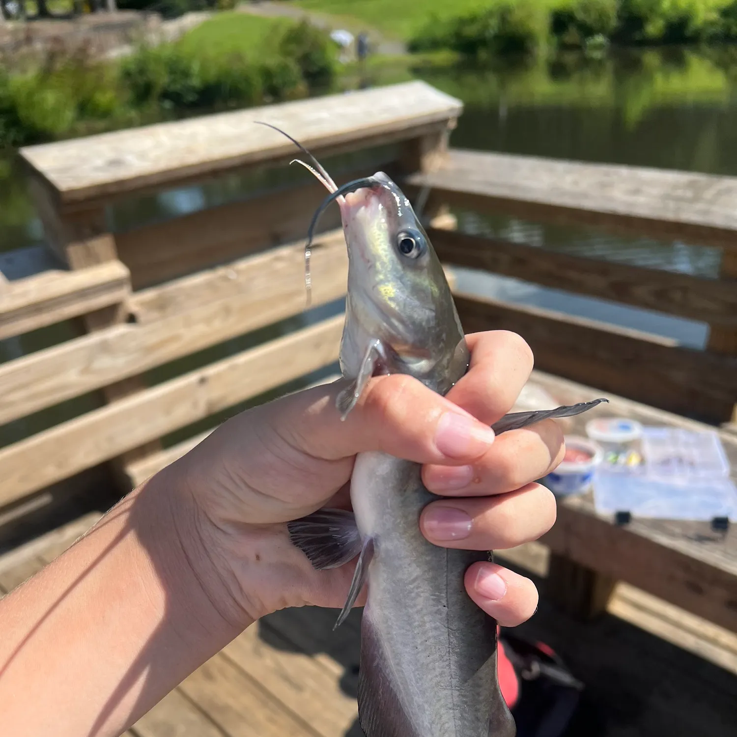 Channel catfish caught on Fishbrain