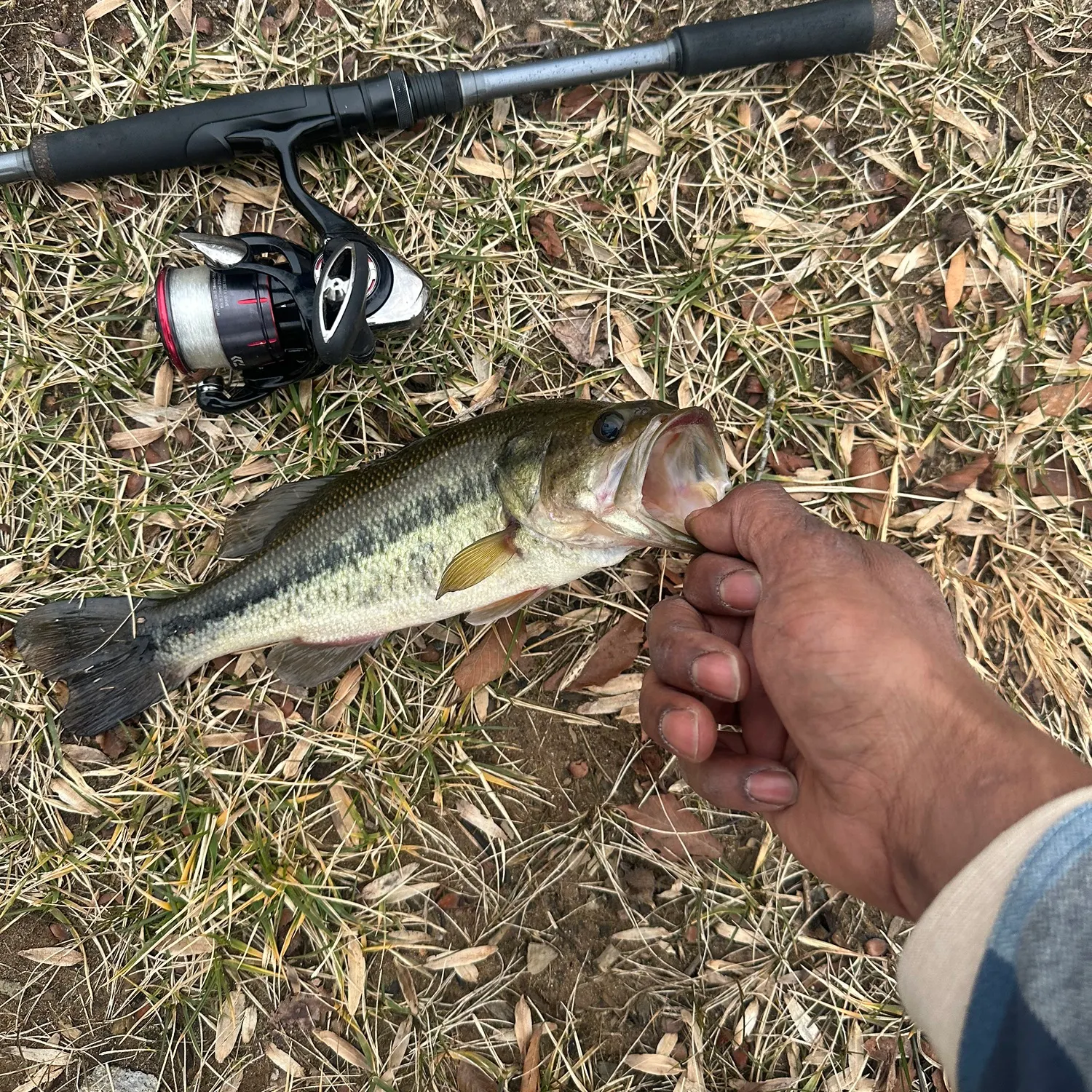 The most recent Largemouth bass catches on Fishbrain