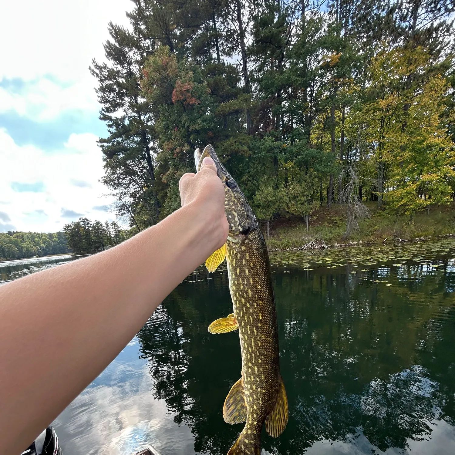 Northern pike caught on Fishbrain