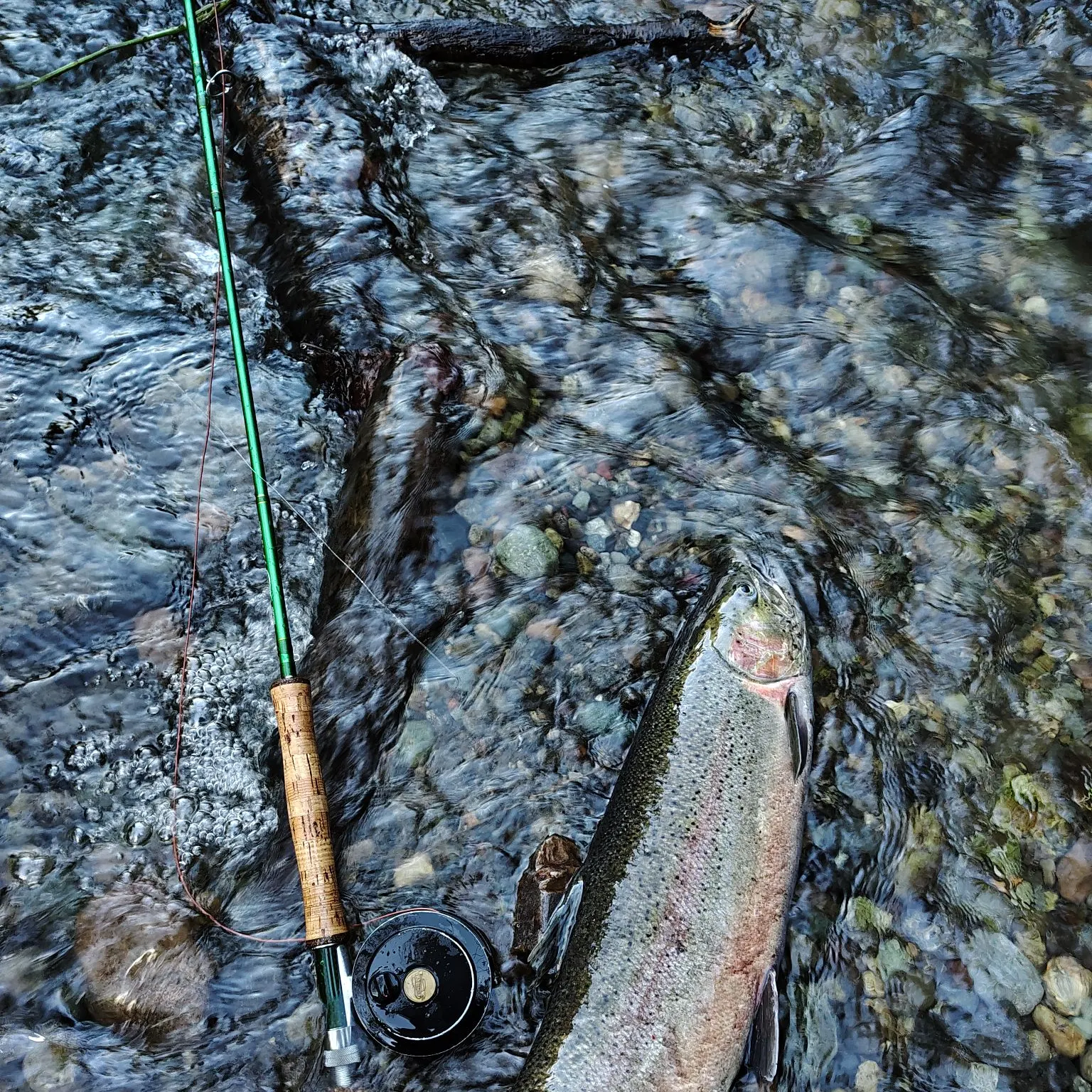 The most recent Steelhead catches on Fishbrain