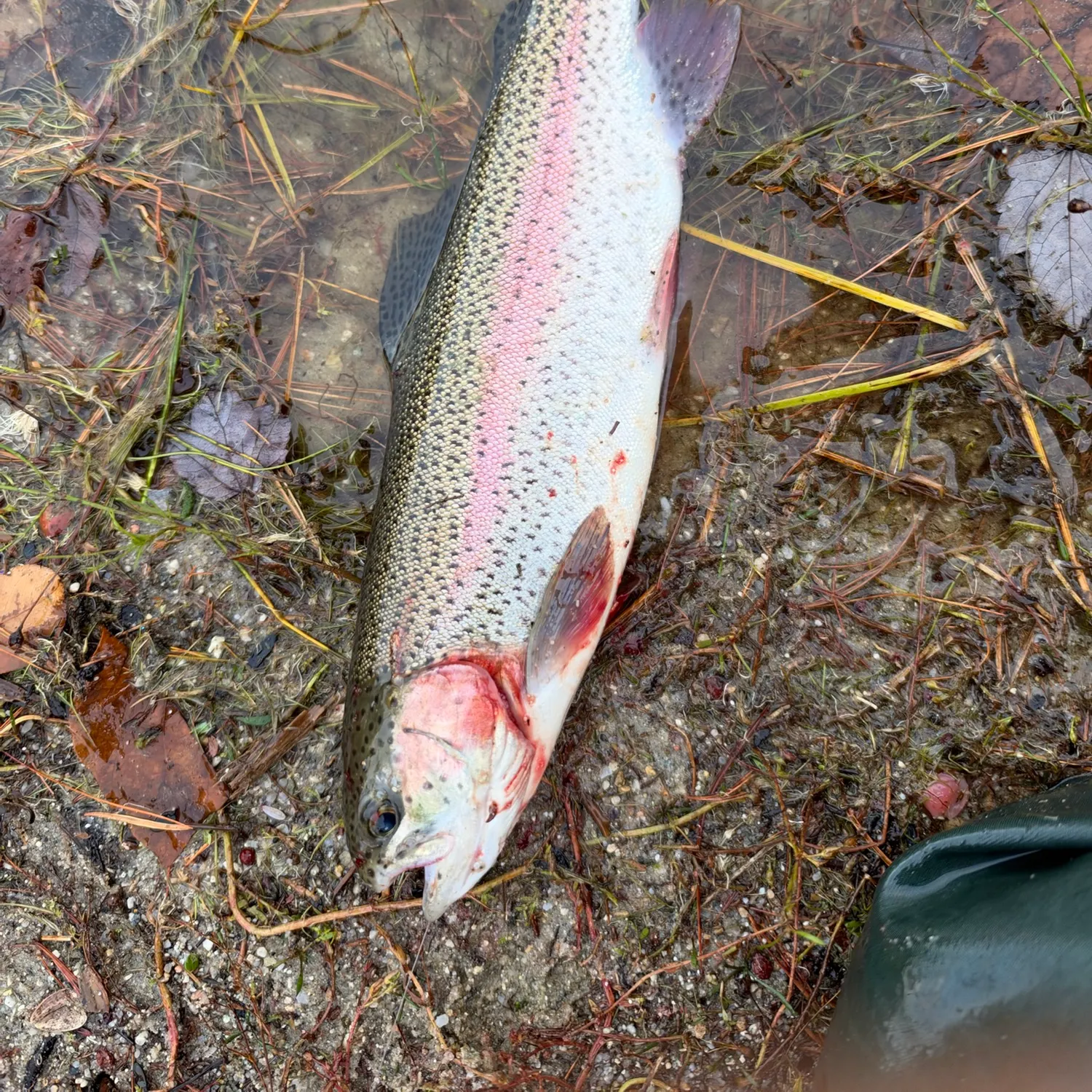 Rainbow trout caught on Fishbrain
