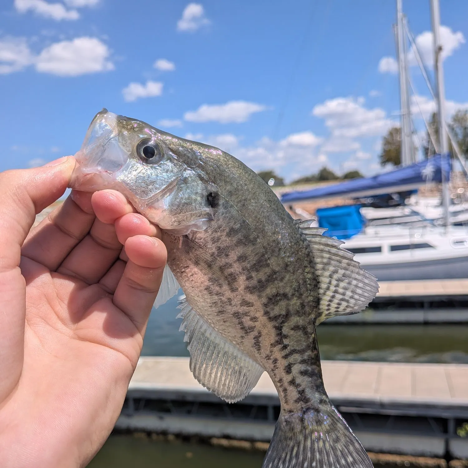 White crappie caught on Fishbrain