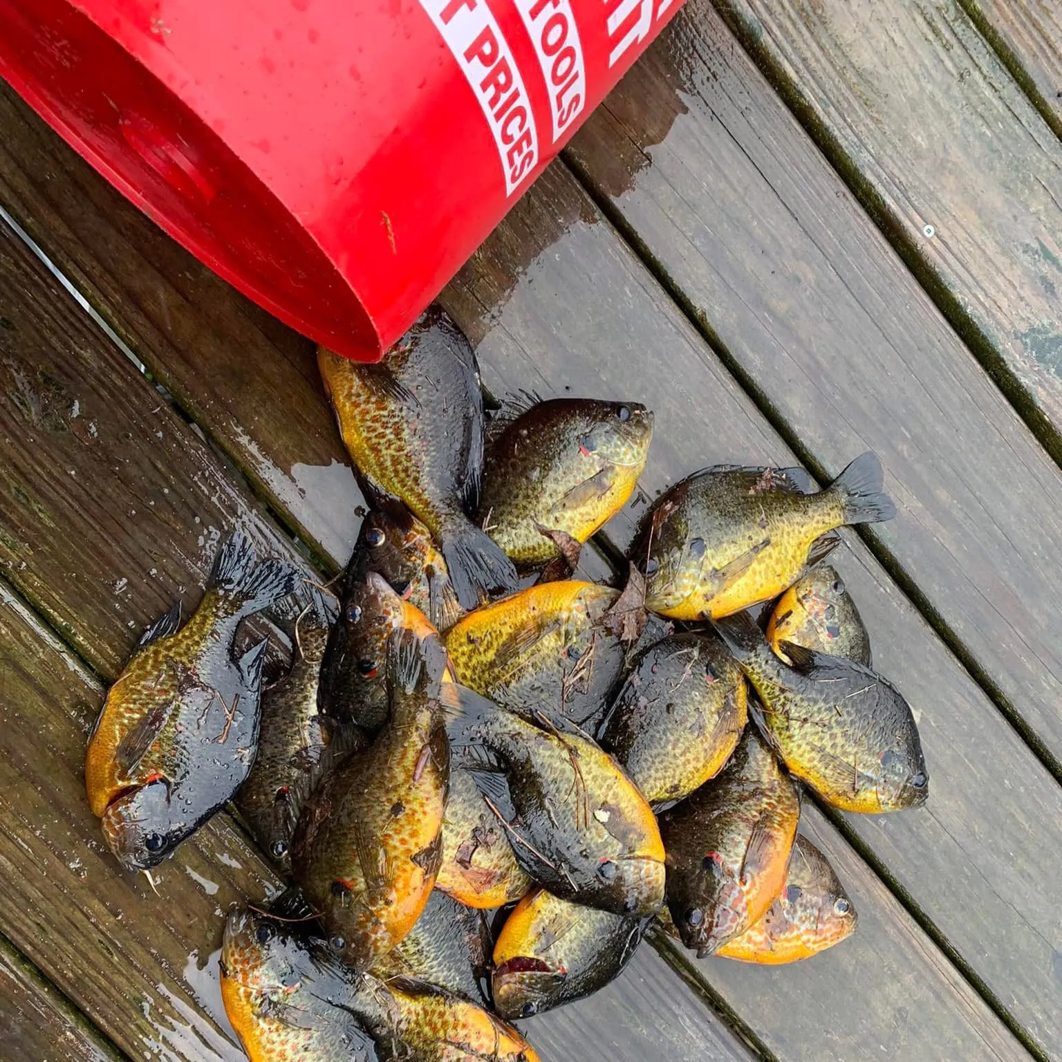 recently logged catches