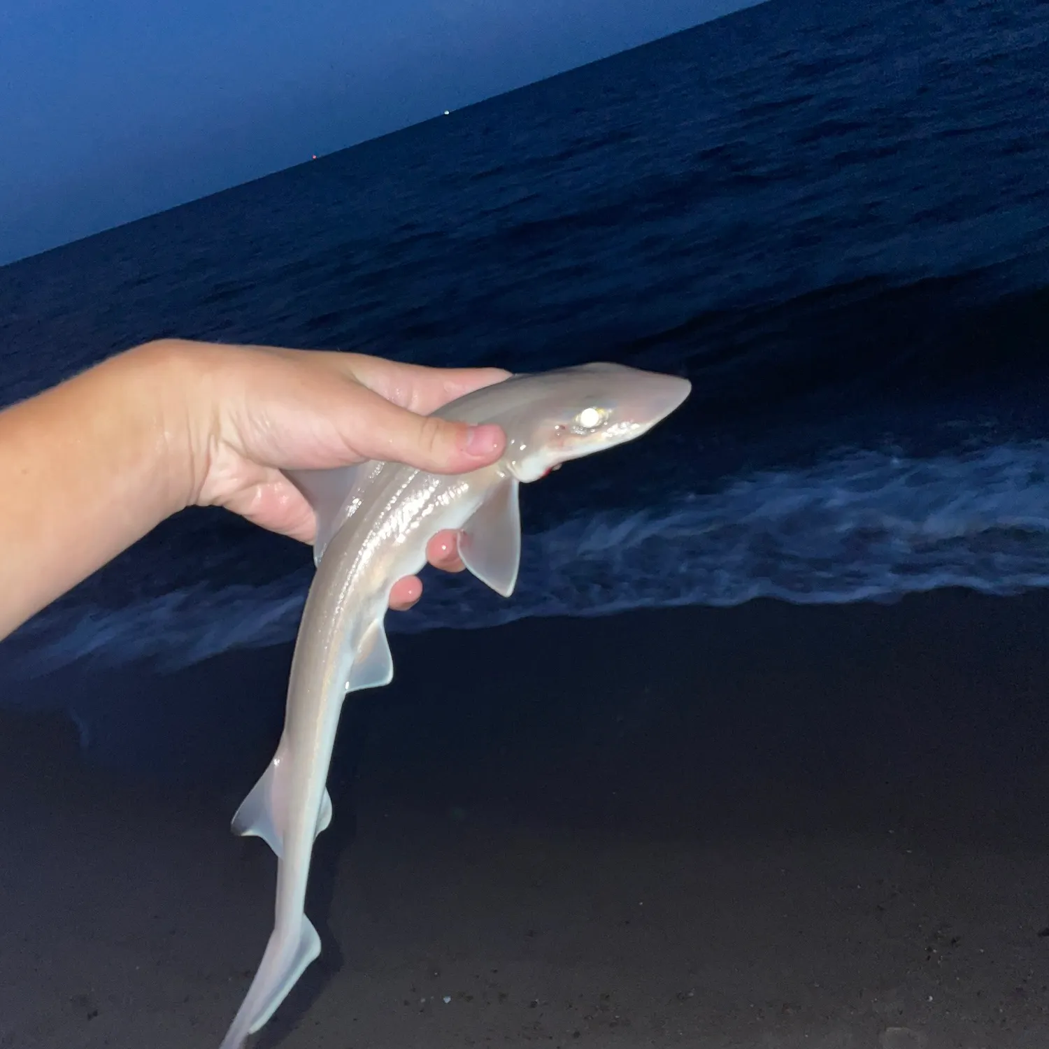 Dusky smooth-hound caught on Fishbrain
