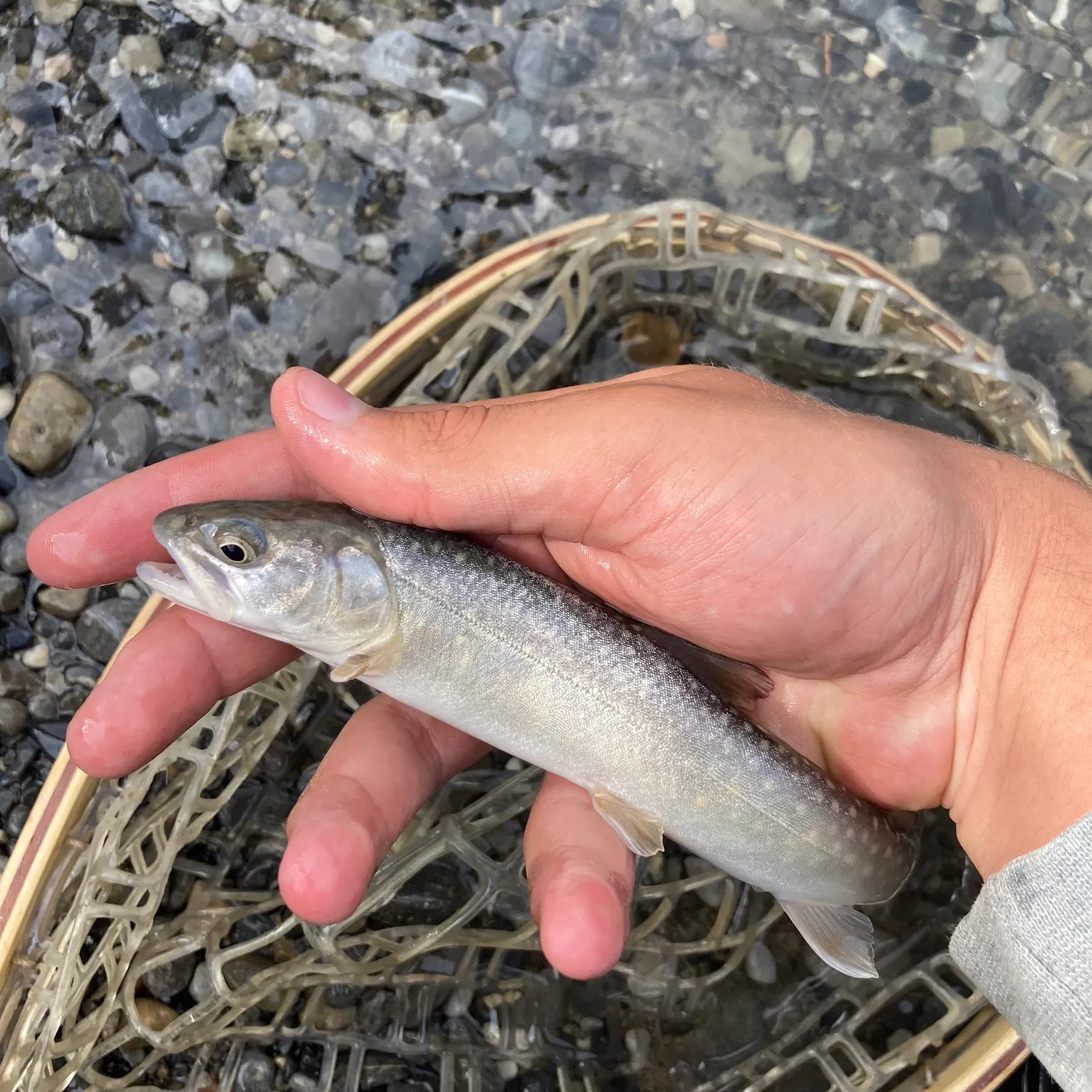 The most recent Bull trout catches on Fishbrain