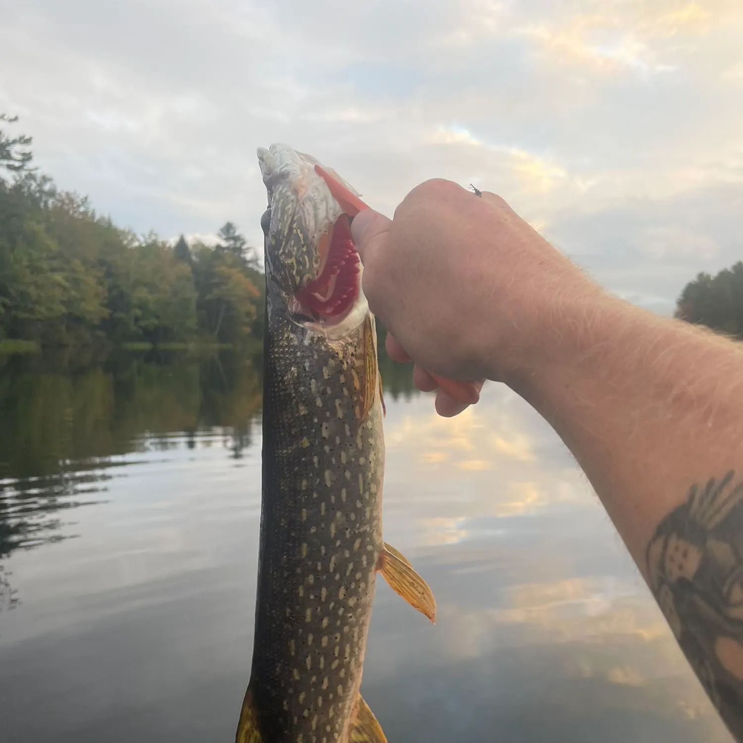 angler catch