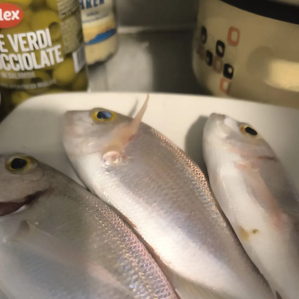 The most recent Common pandora catches on Fishbrain