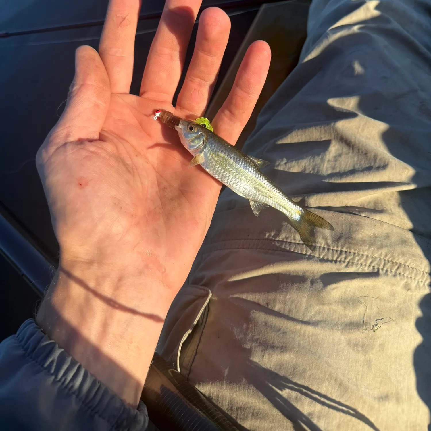 Striped shiner caught on Fishbrain