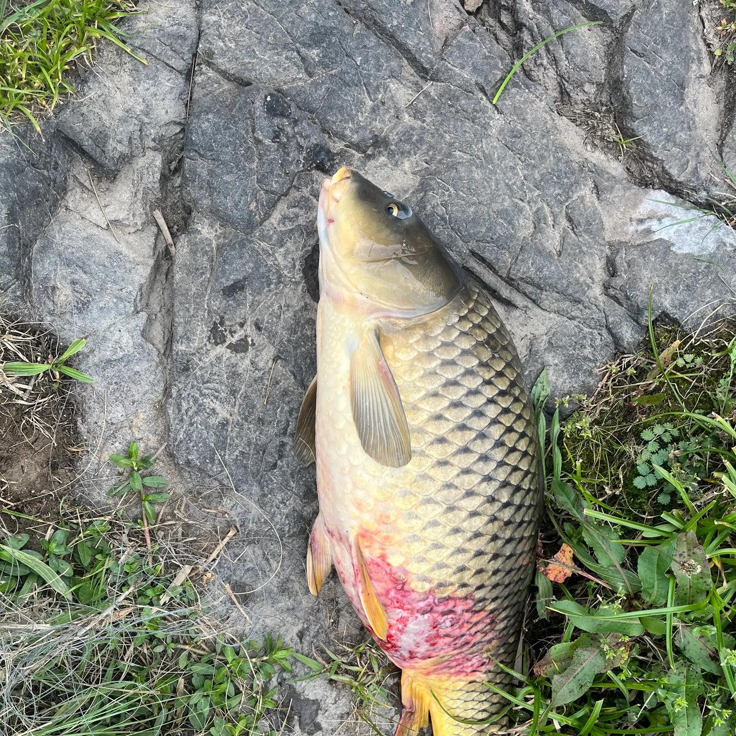 Common carp caught on Fishbrain