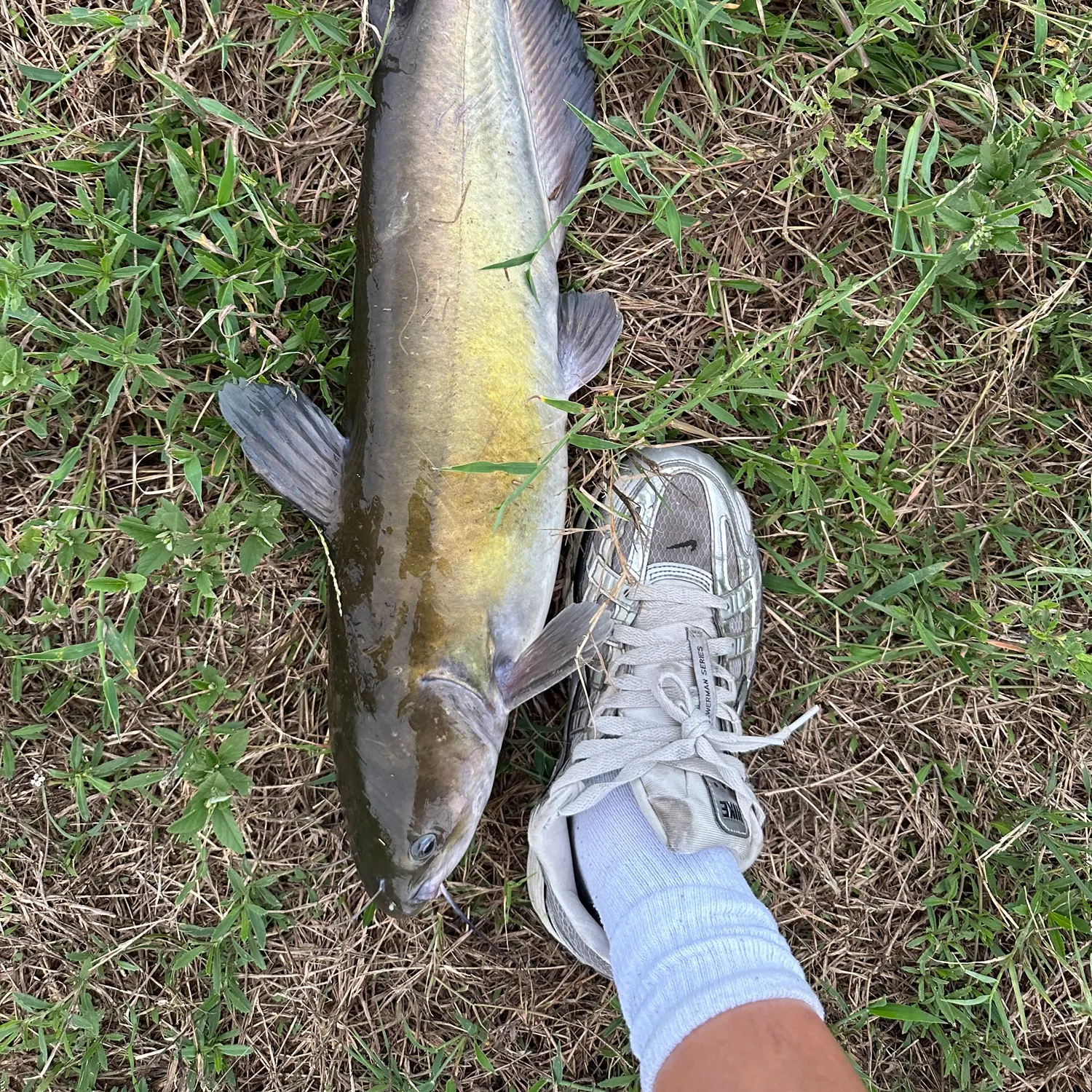 Channel catfish caught on Fishbrain