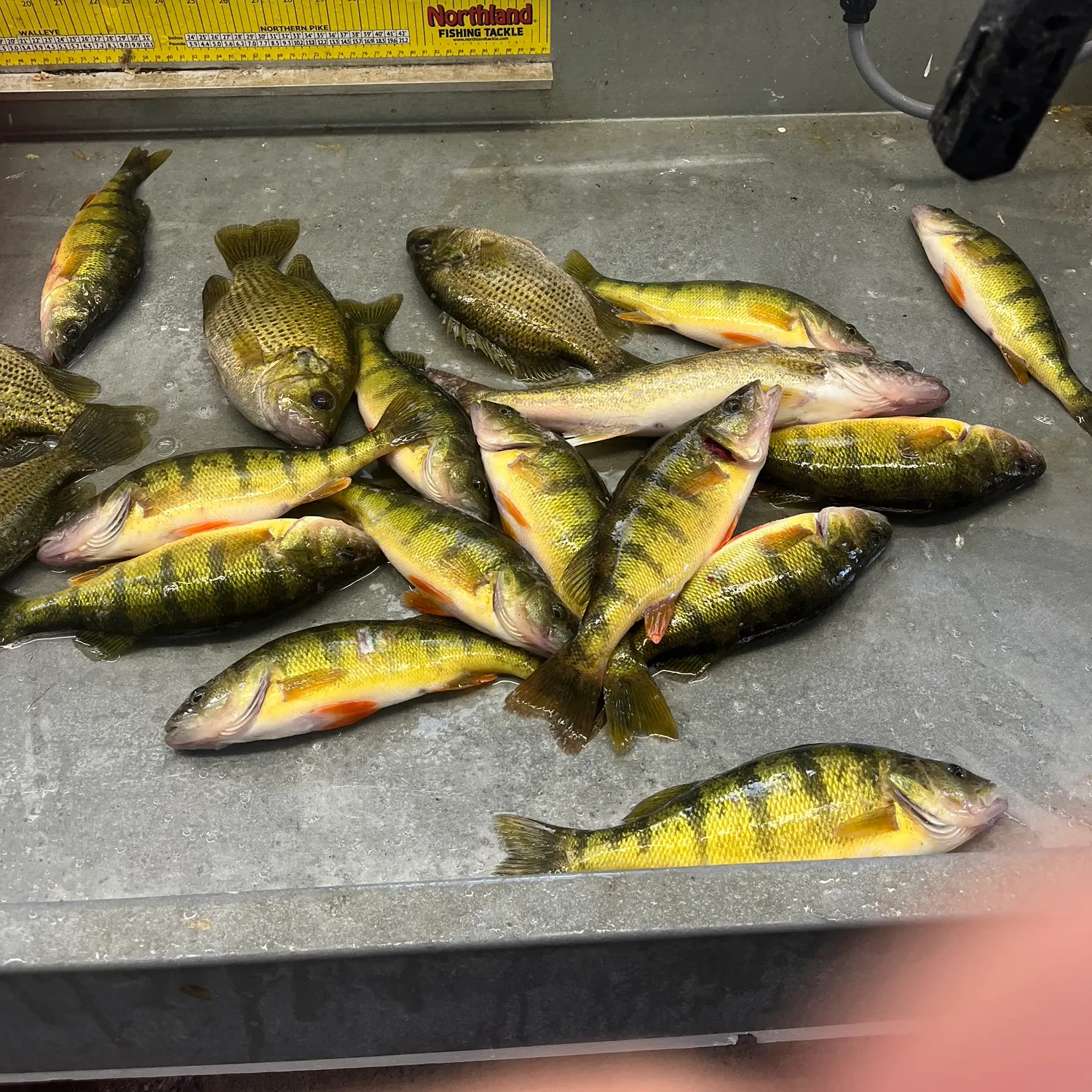 Yellow perch caught on Fishbrain