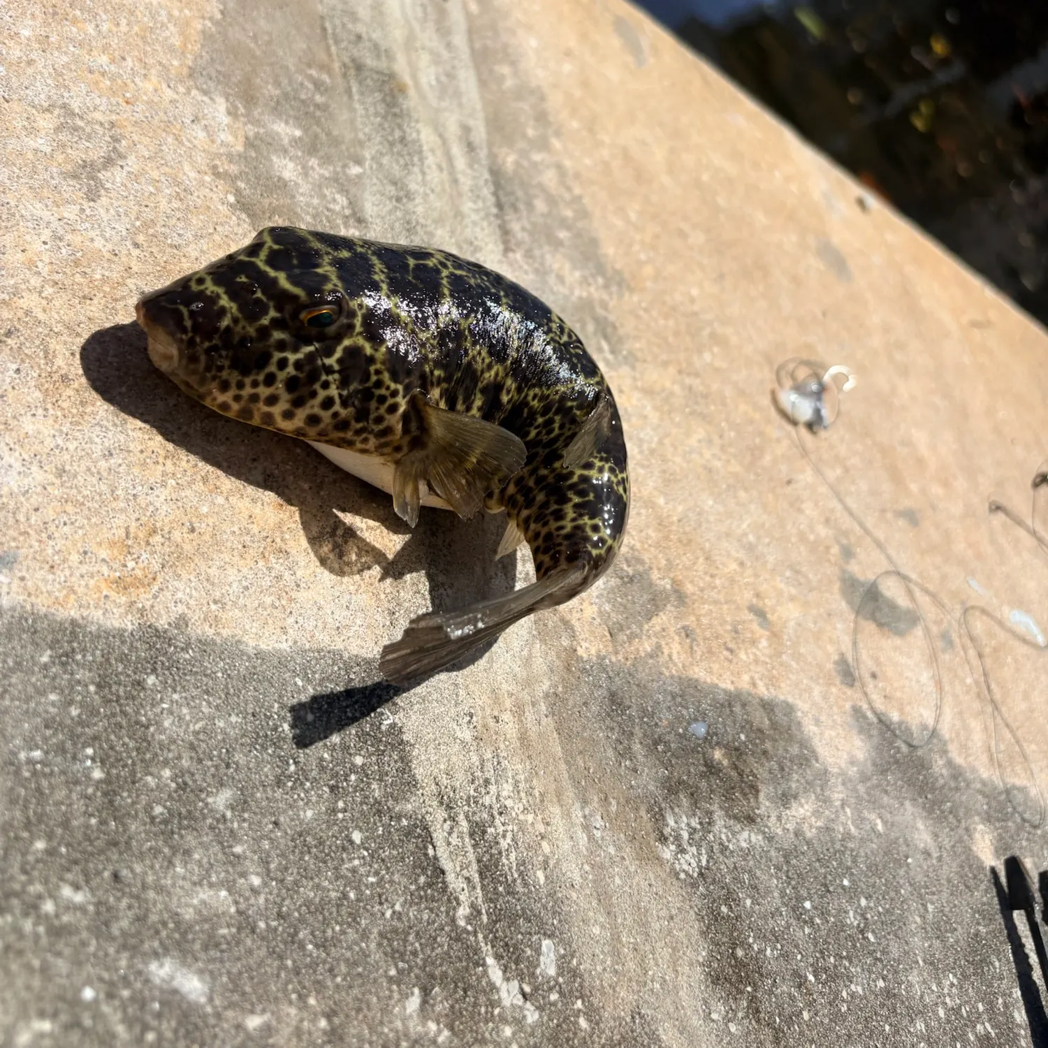 The most recent Southern puffer catches on Fishbrain