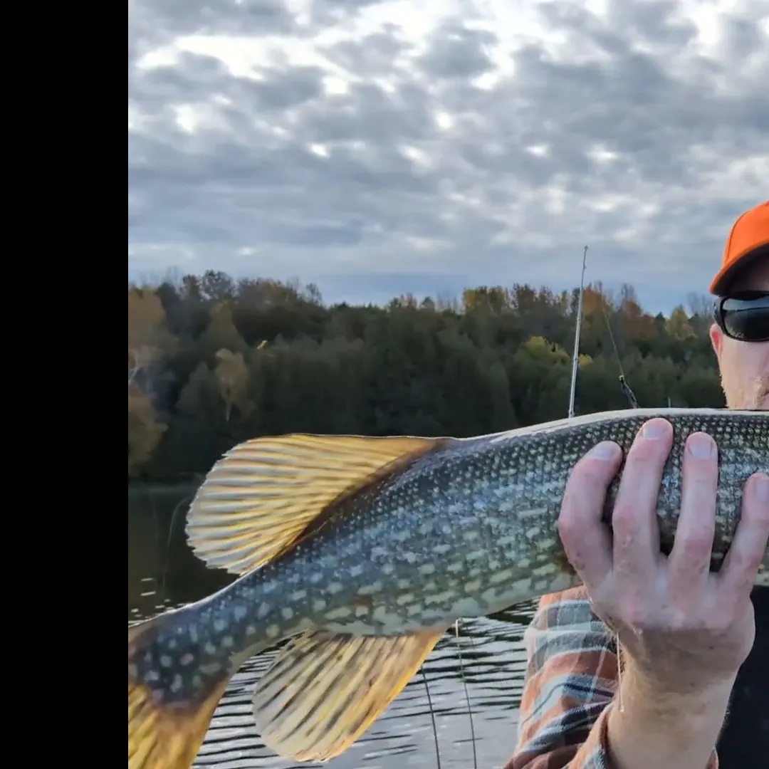 Northern pike caught on Fishbrain