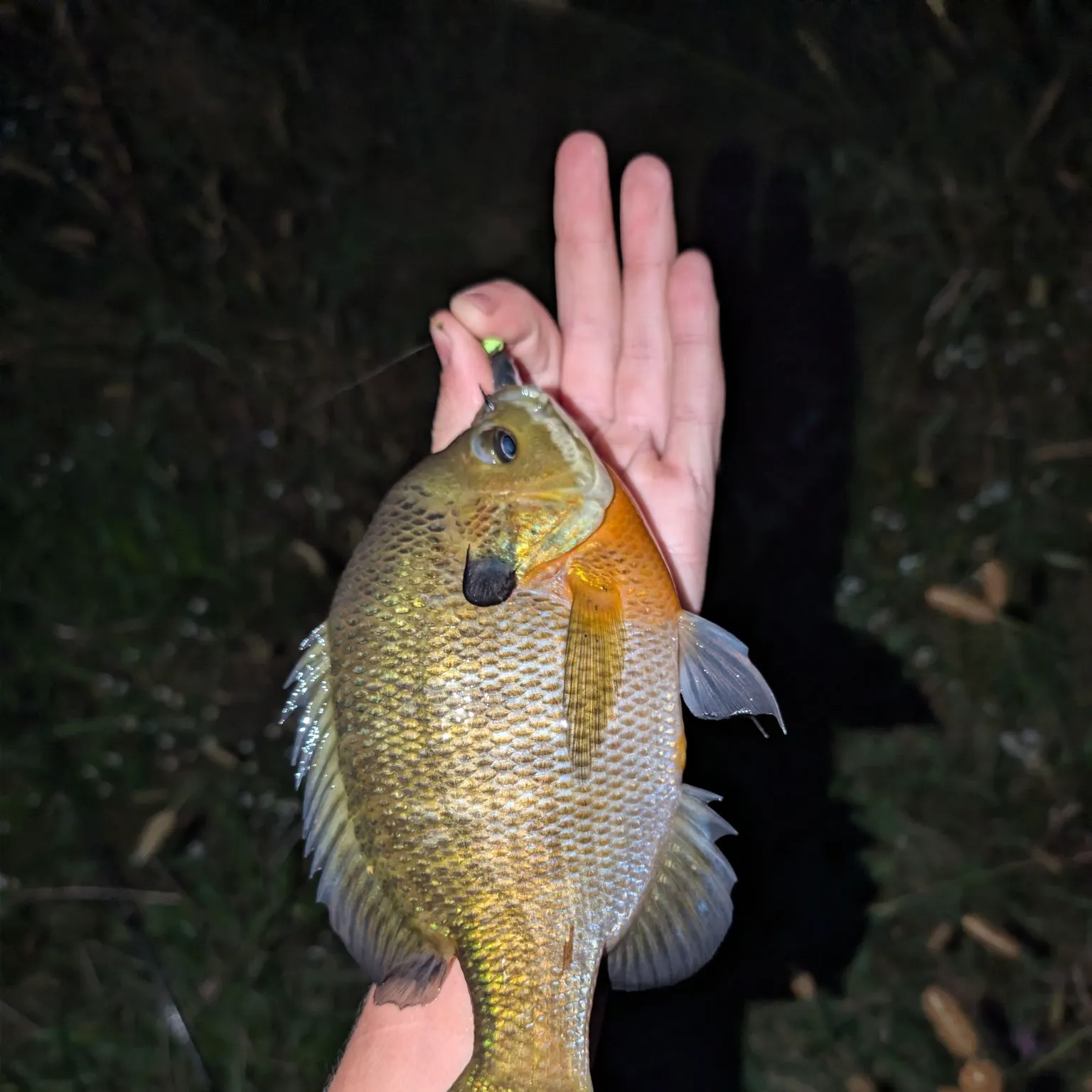 Bluegill caught on Fishbrain