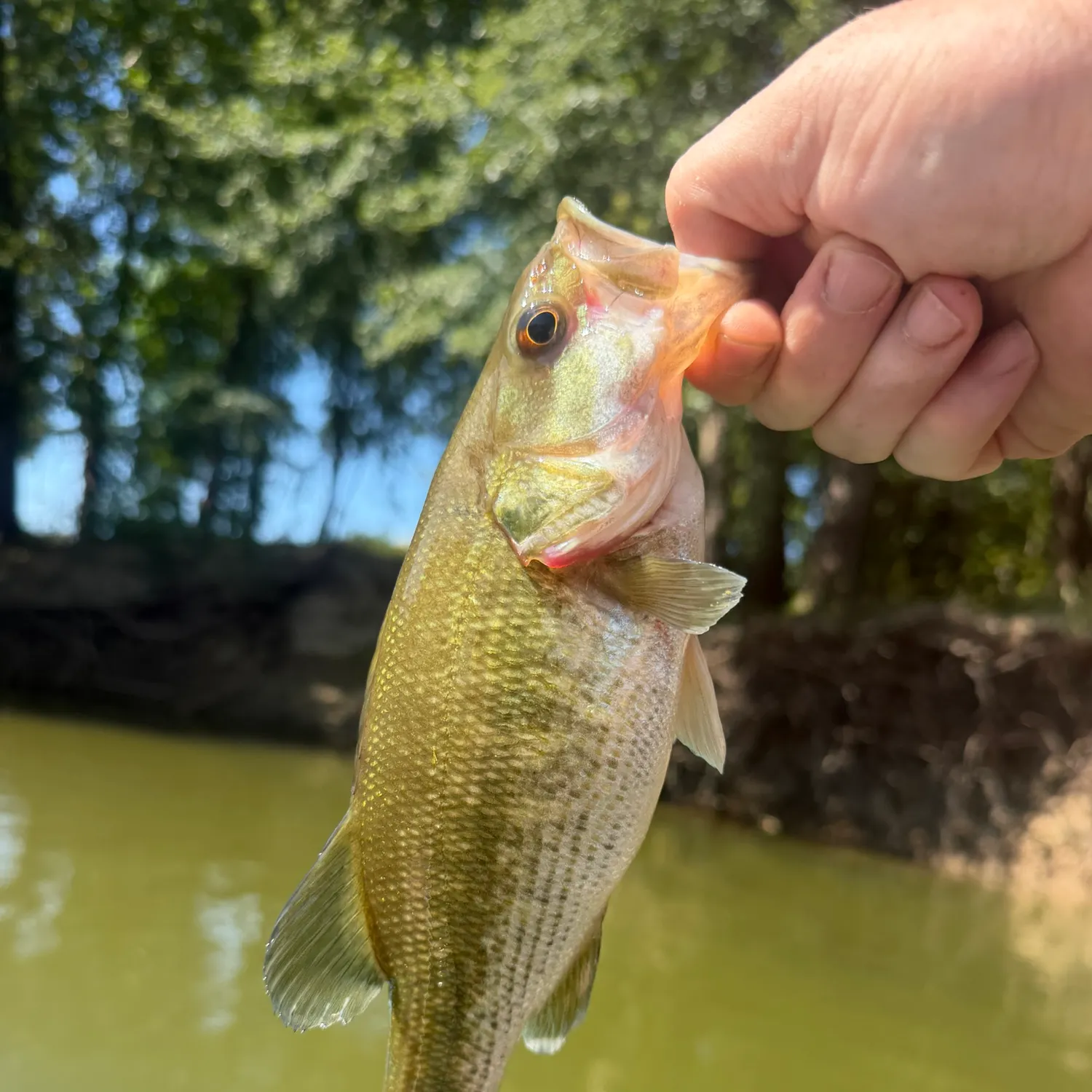 Spotted bass caught on Fishbrain