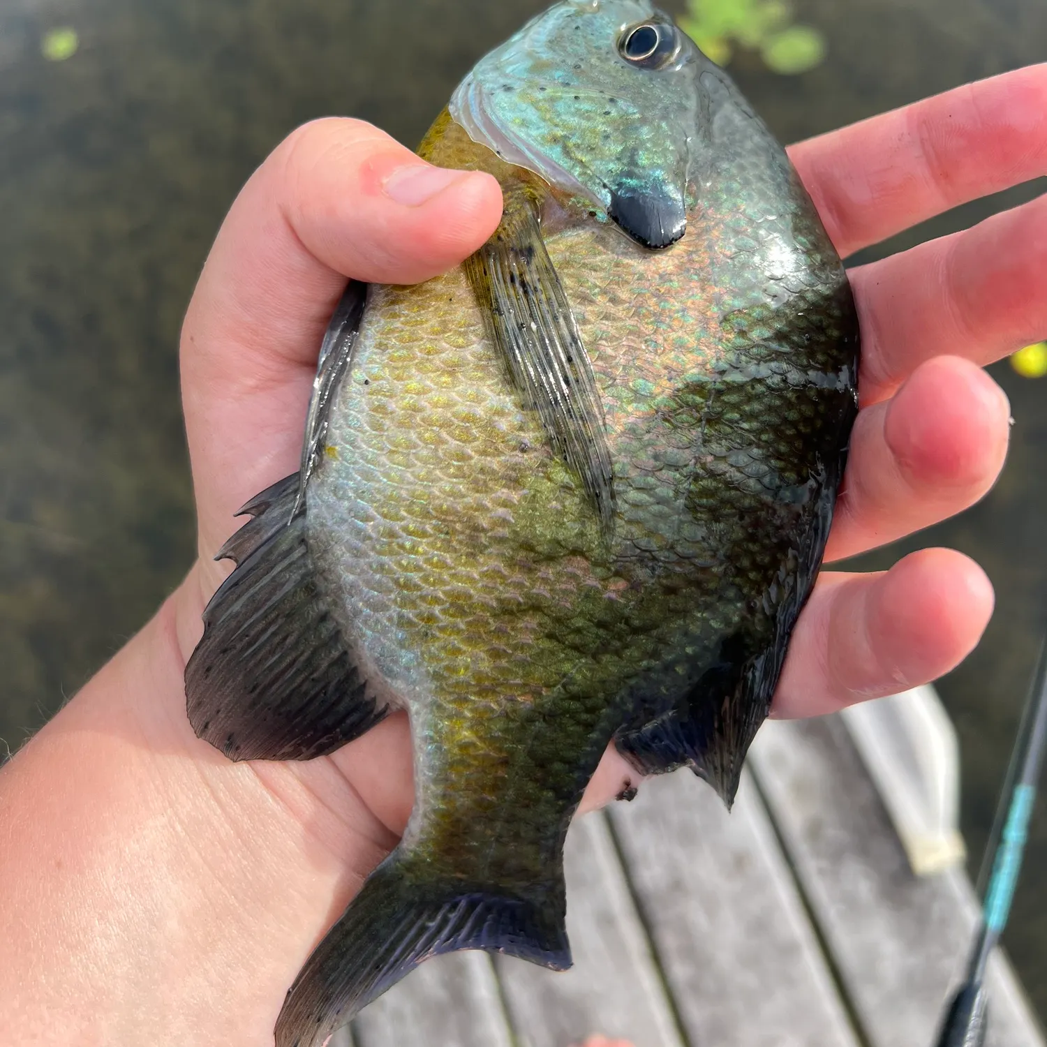 Bluegill caught on Fishbrain