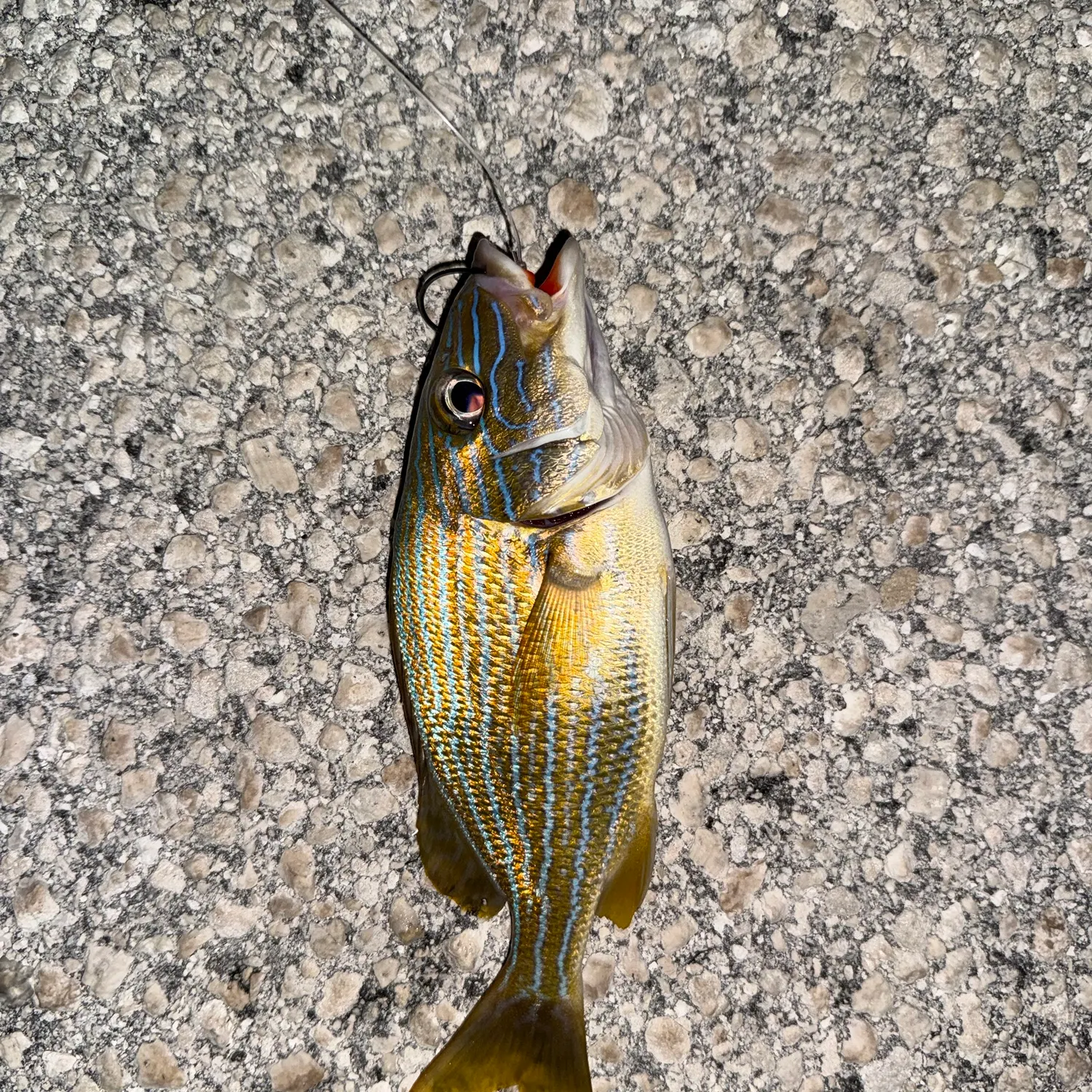 Bluestriped grunt caught on Fishbrain