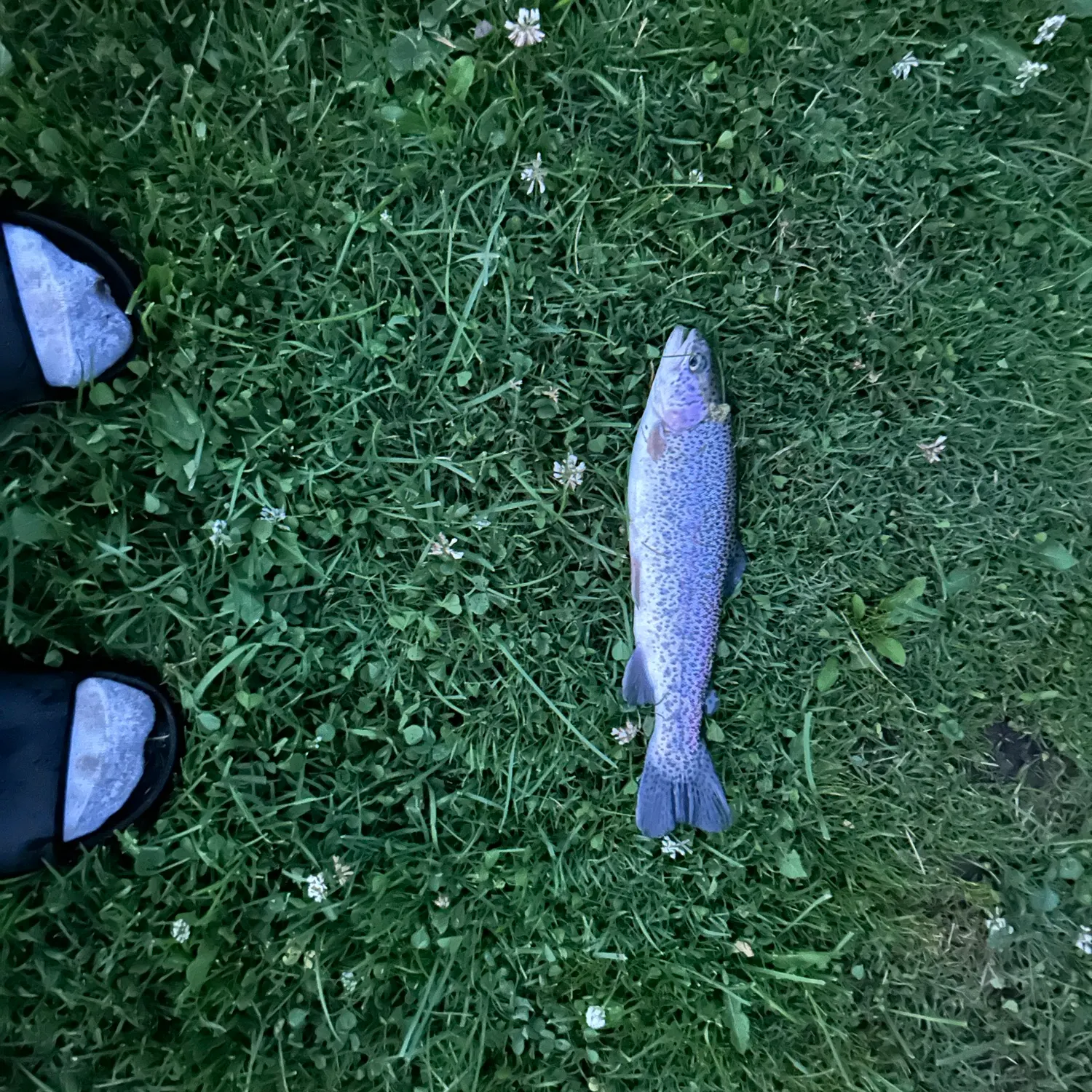 Rainbow trout caught on Fishbrain