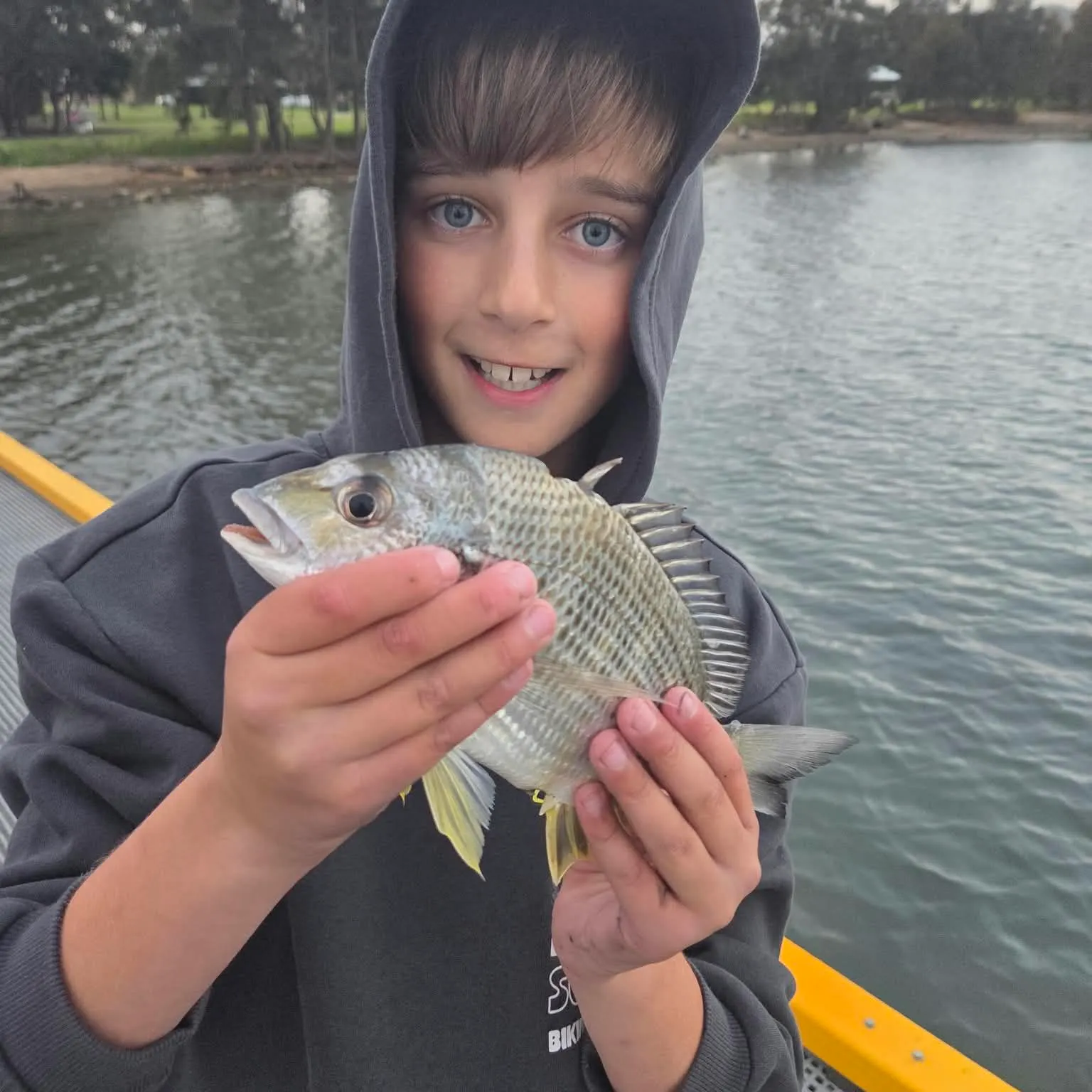 Surf bream caught on Fishbrain