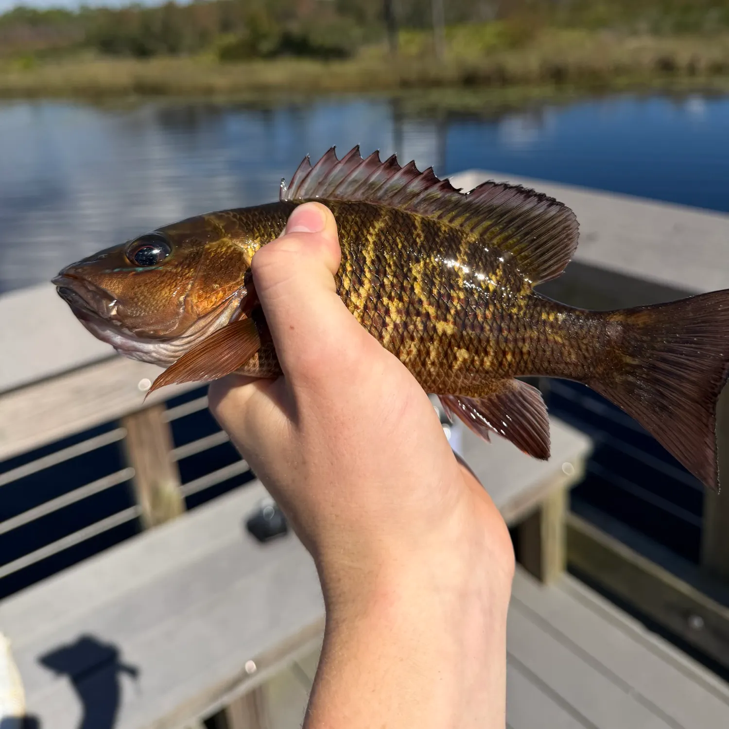 Mangrove snapper caught on Fishbrain