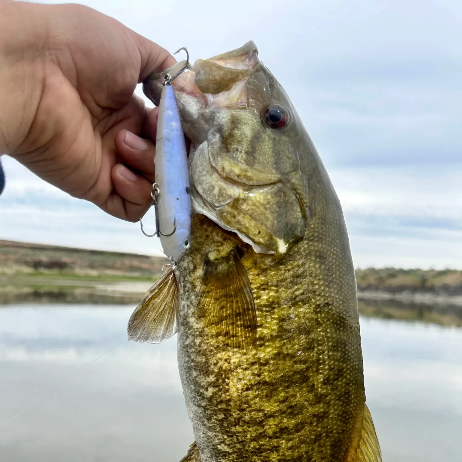 Smallmouth bass caught on Fishbrain