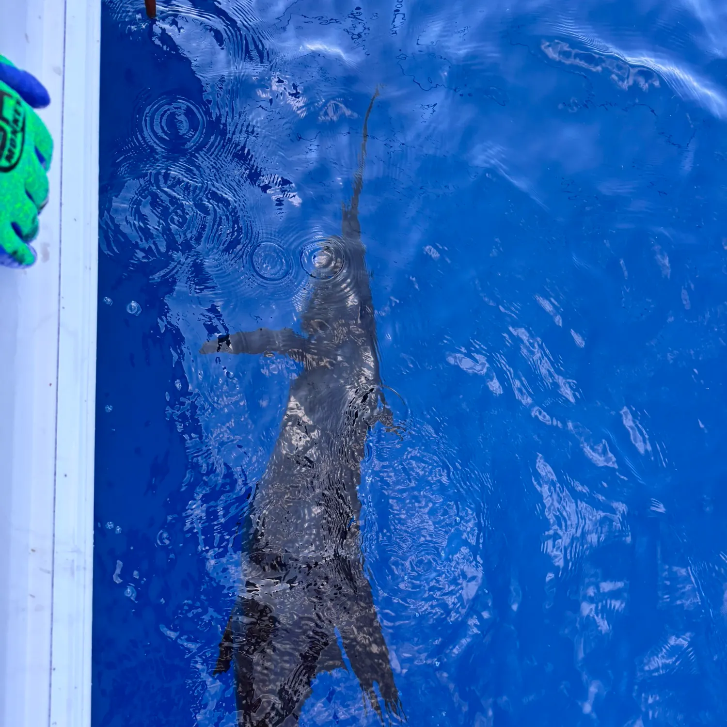 The most recent Atlantic sailfish catches on Fishbrain