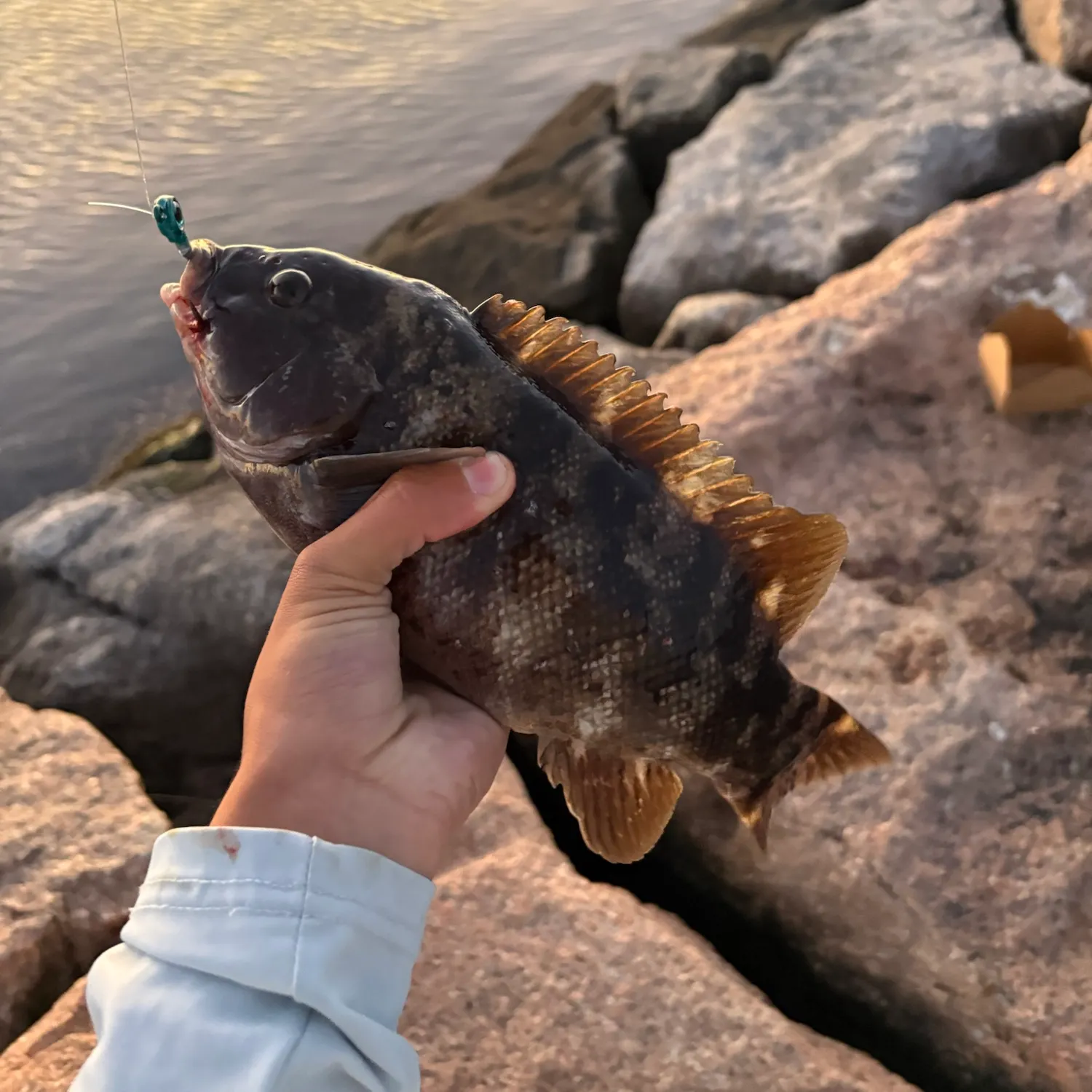 Tautog caught on Fishbrain