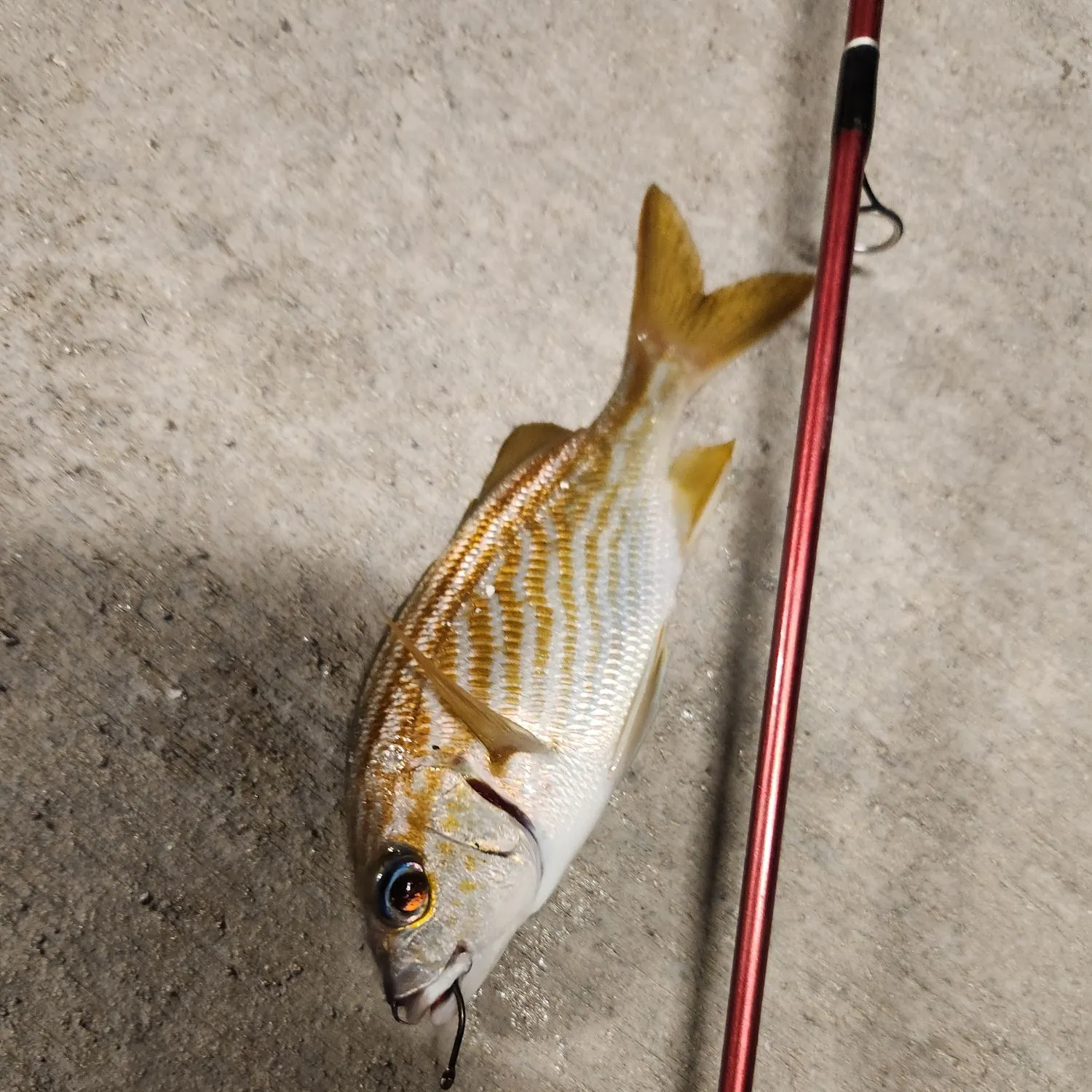 The most recent French grunt catches on Fishbrain