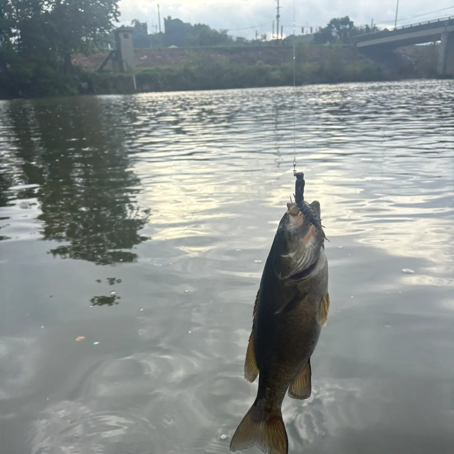 Smallmouth bass caught on Fishbrain