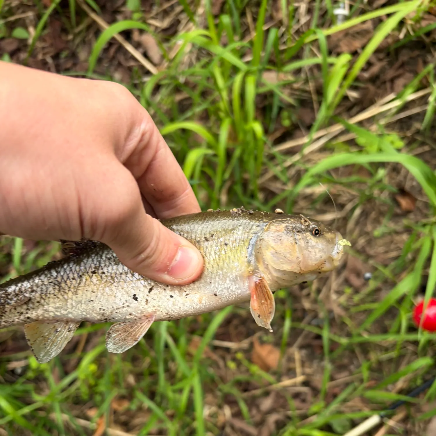 Creek chub caught on Fishbrain