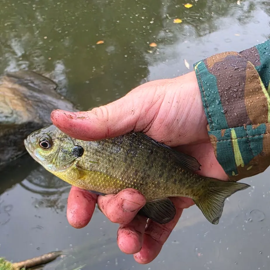 Bluegill caught on Fishbrain