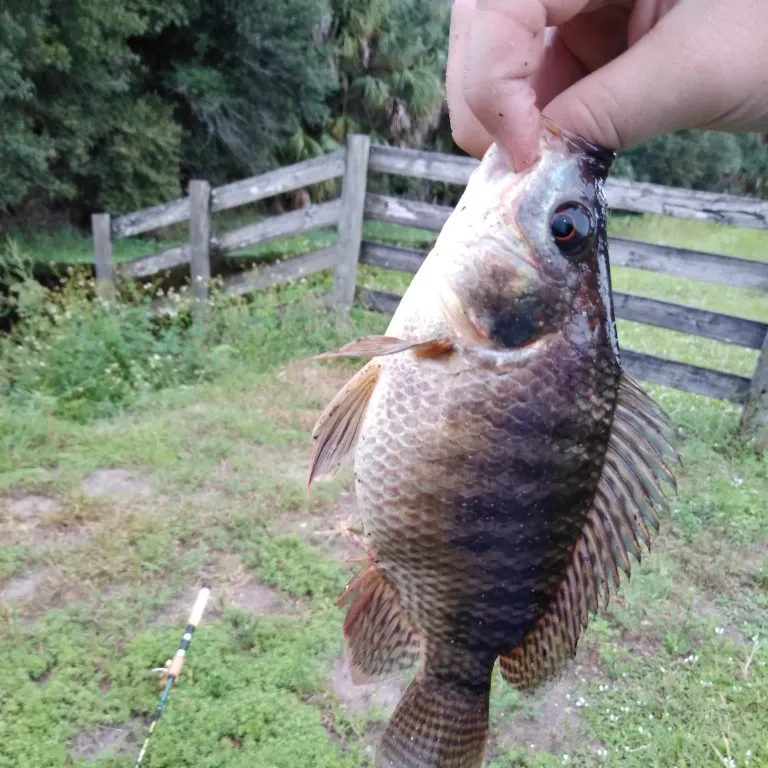 angler catch
