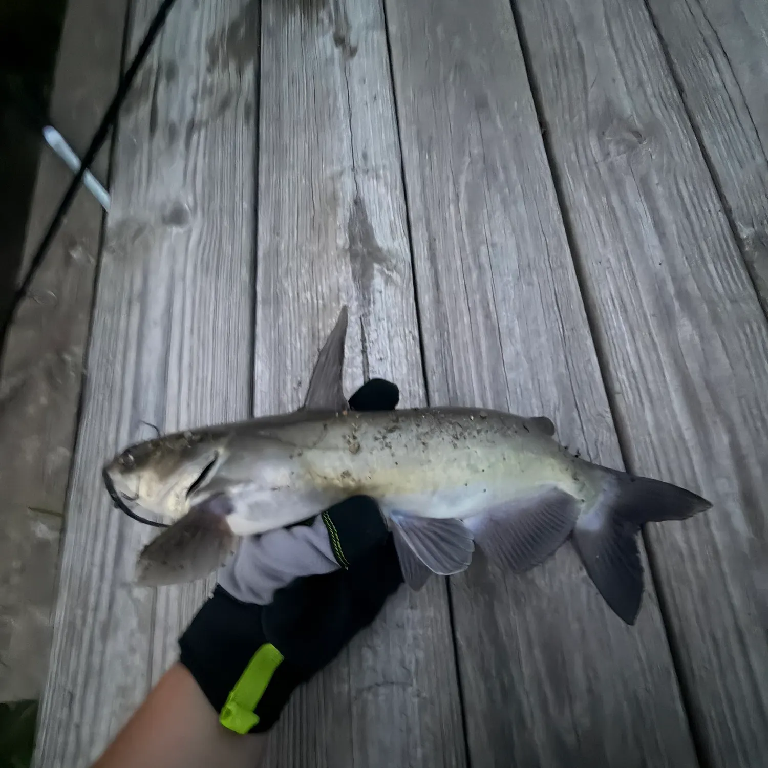 Channel catfish caught on Fishbrain