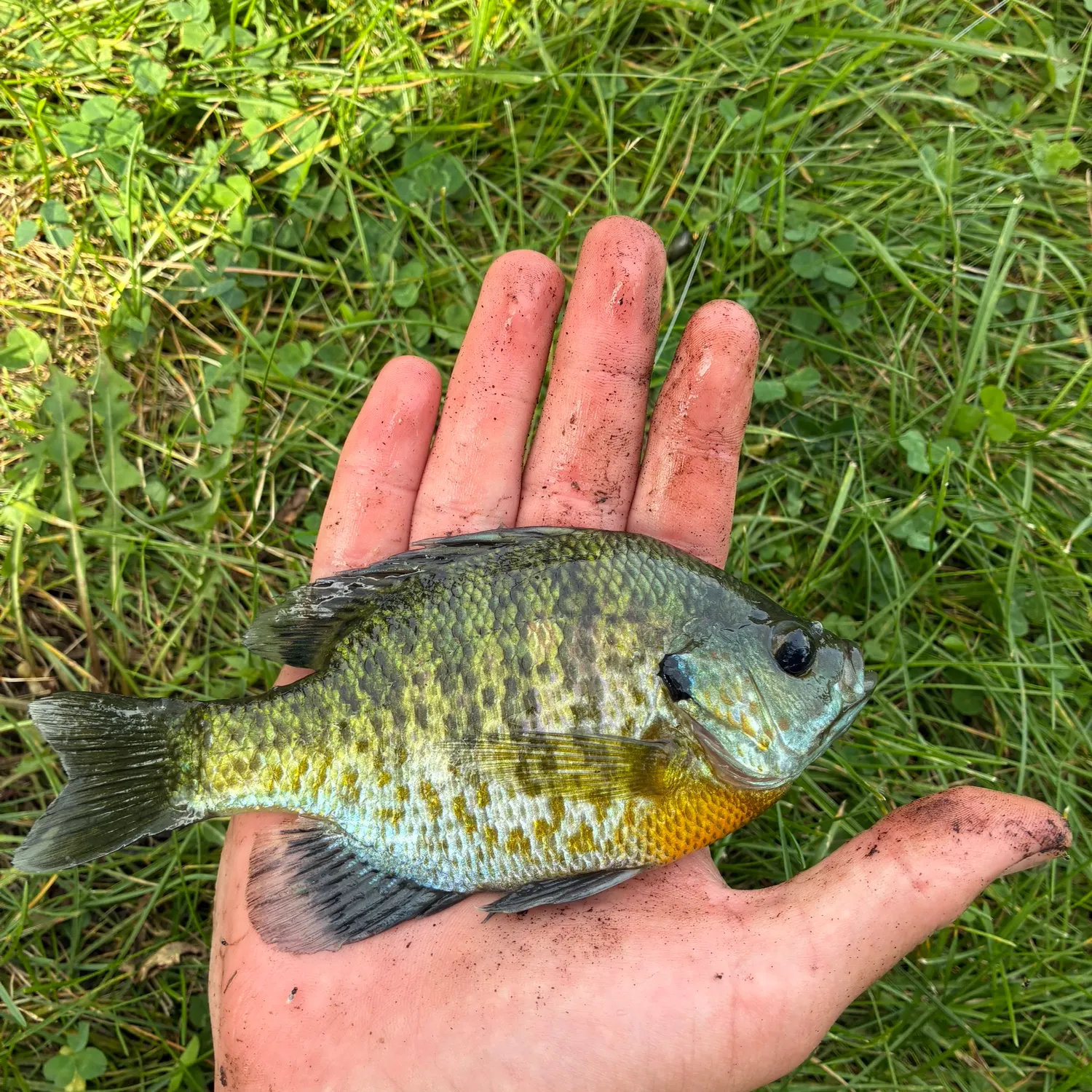 Bluegill caught on Fishbrain