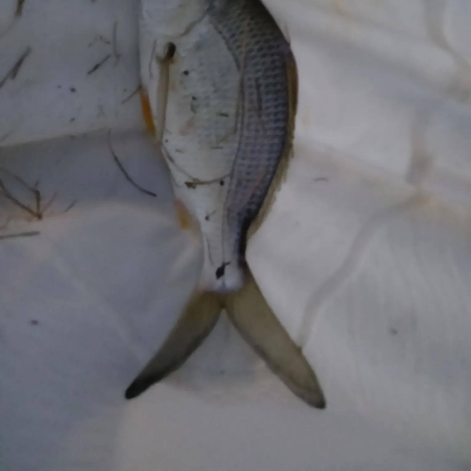Yellowfin mojarra caught on Fishbrain