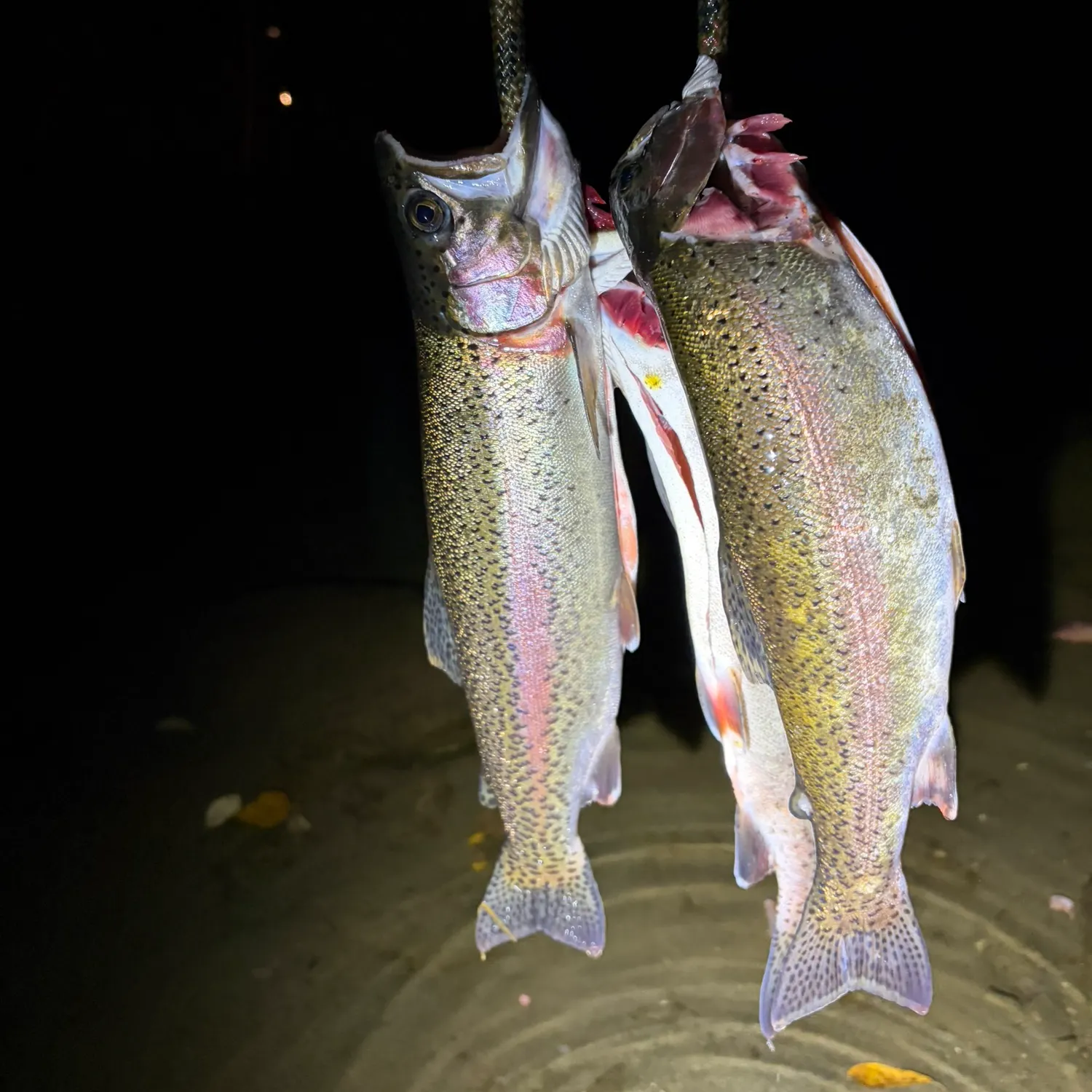 Rainbow trout caught on Fishbrain