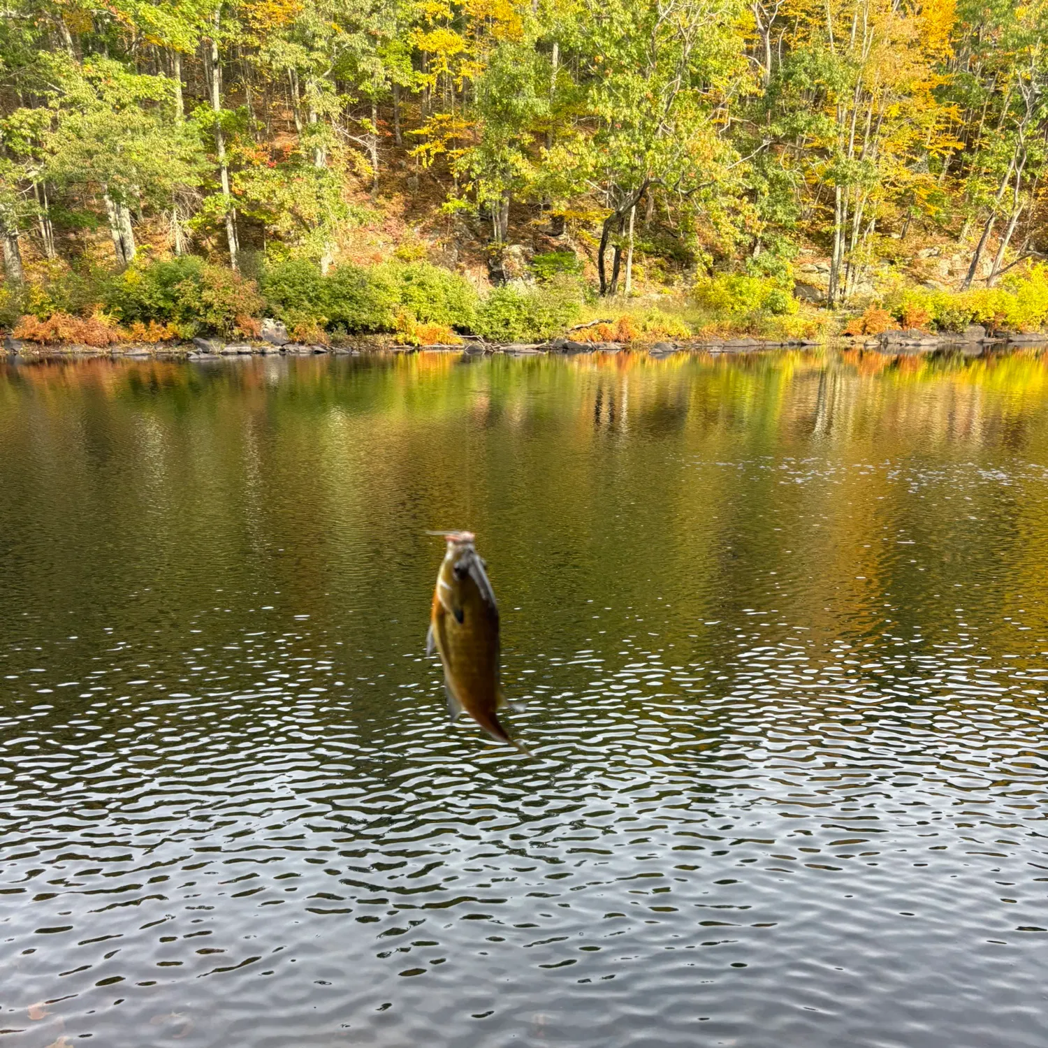 Bluegill caught on Fishbrain
