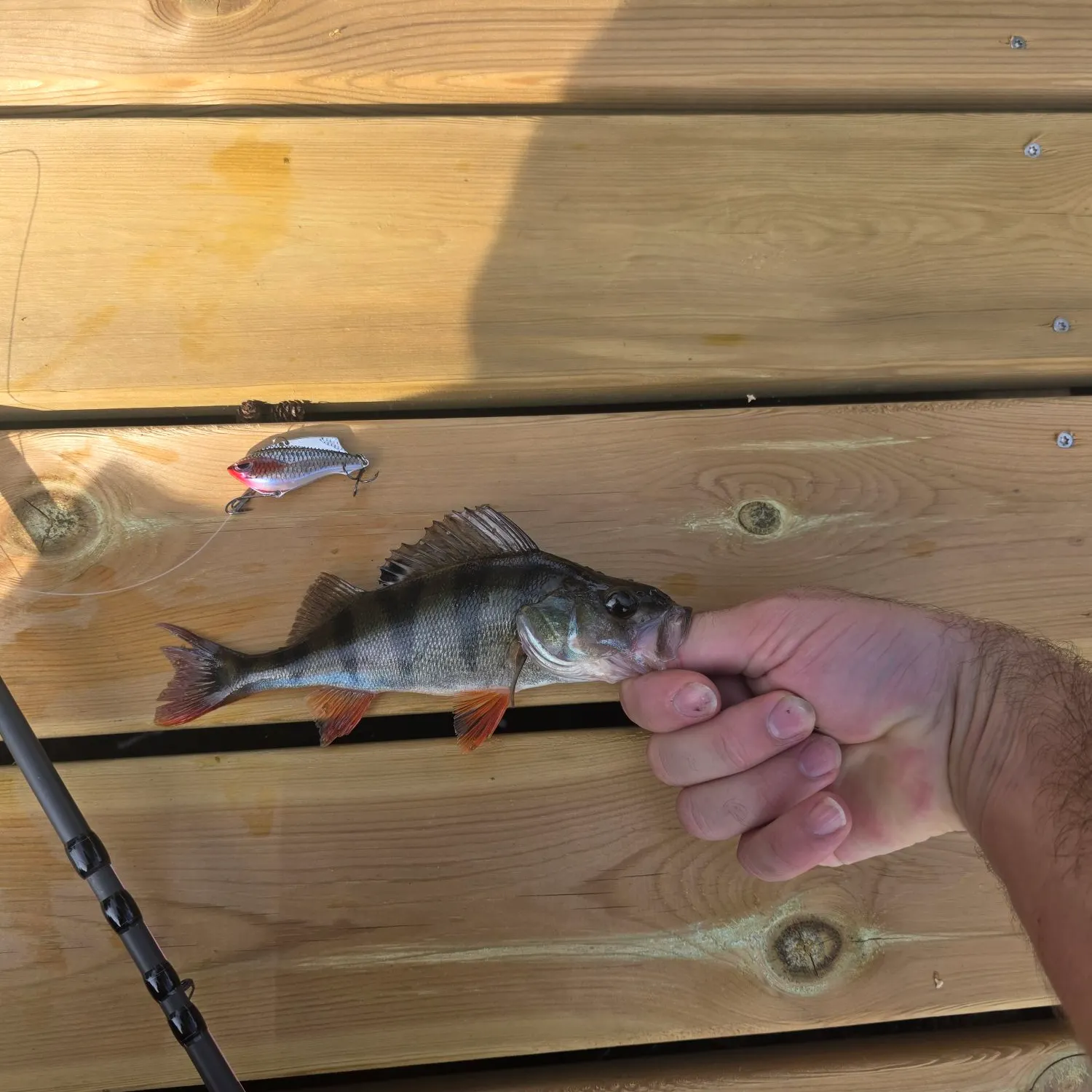 European perch caught on Fishbrain