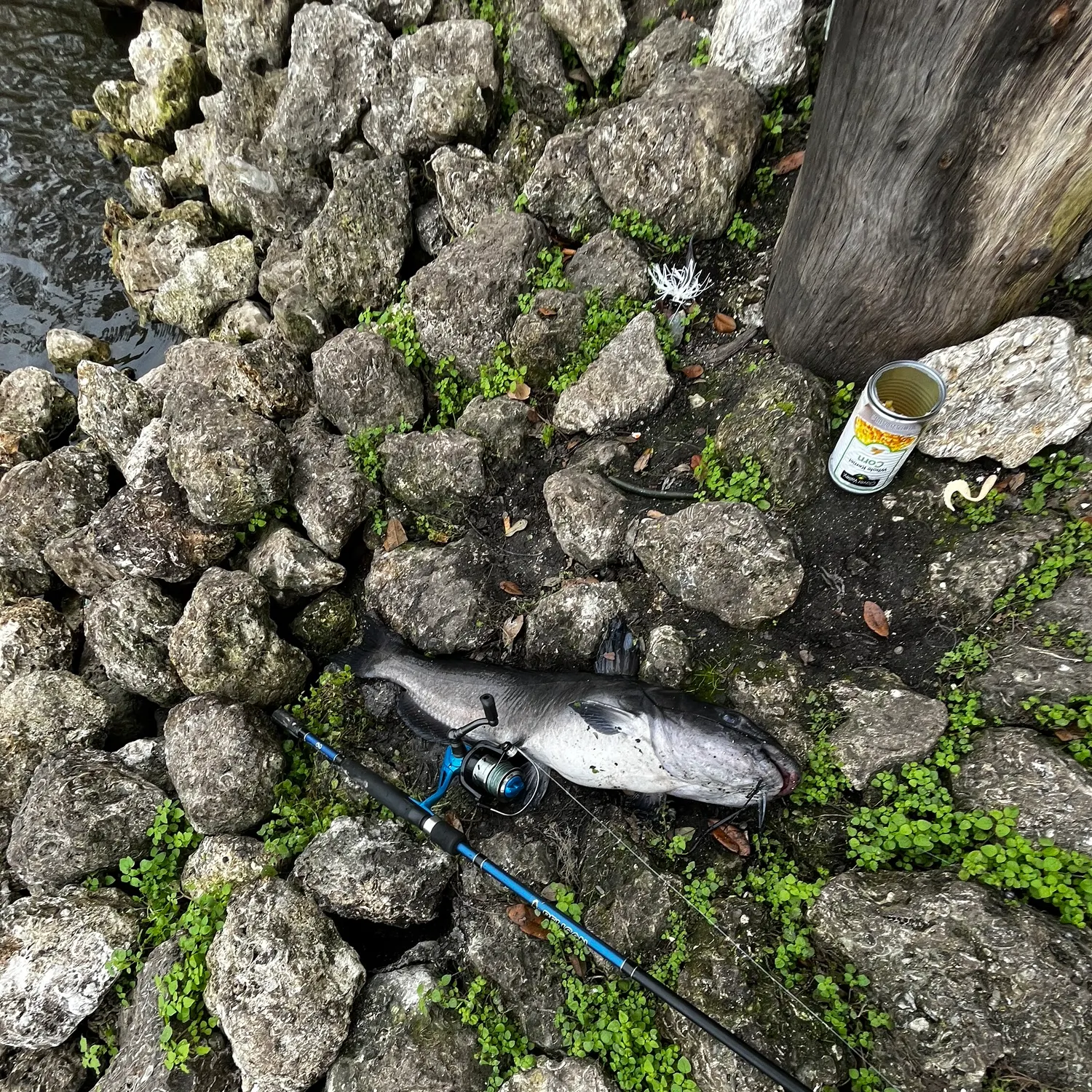 The most recent White bullhead catches on Fishbrain