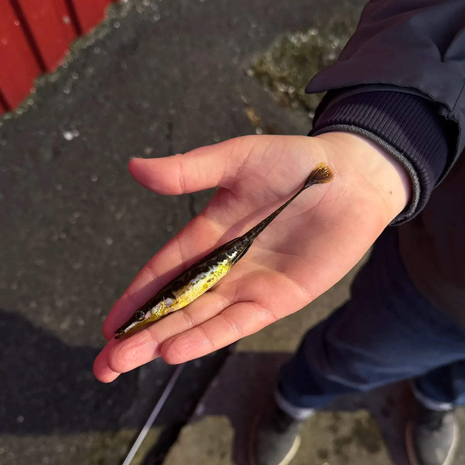 The most recent Sea stickleback catches on Fishbrain