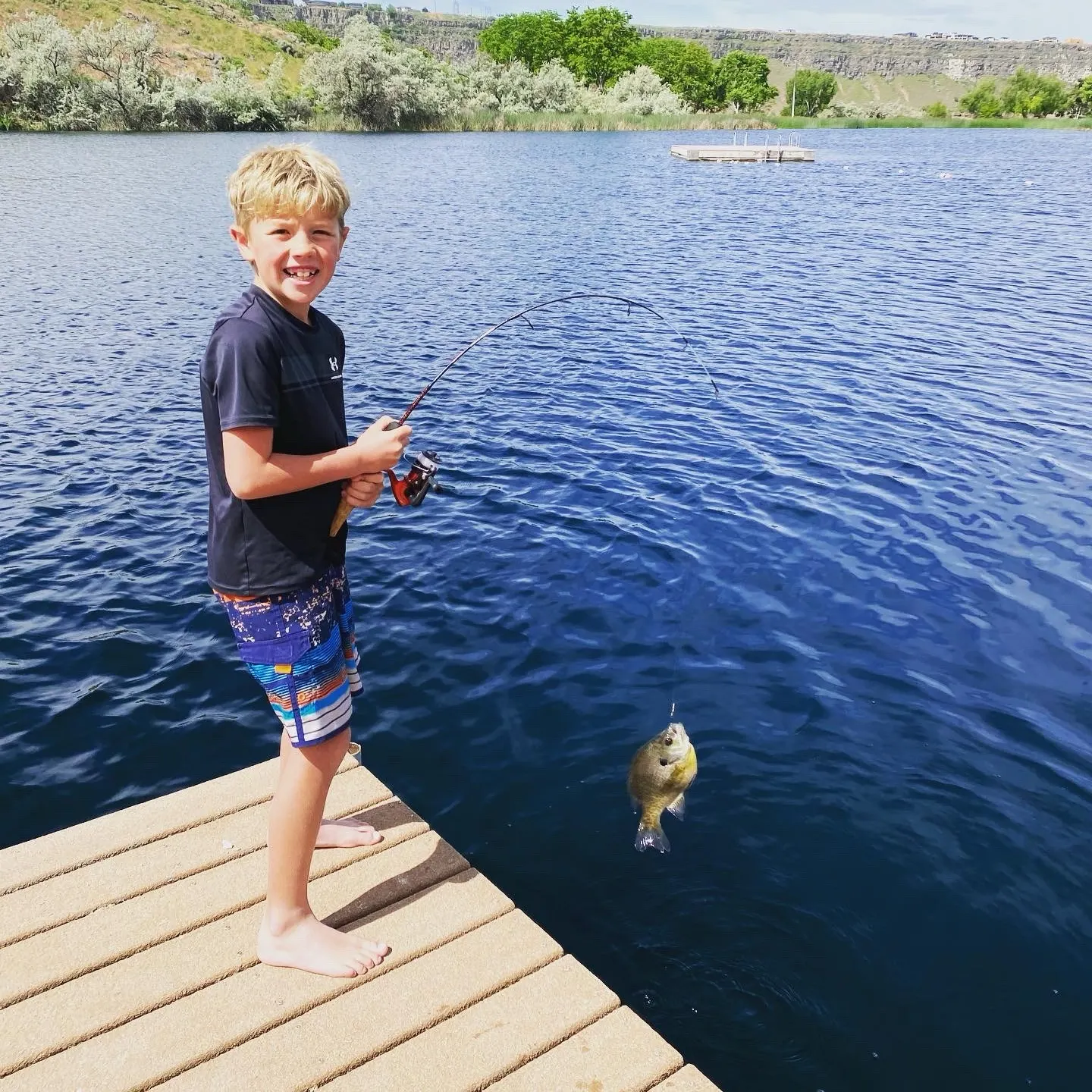 Bluegill caught on Fishbrain