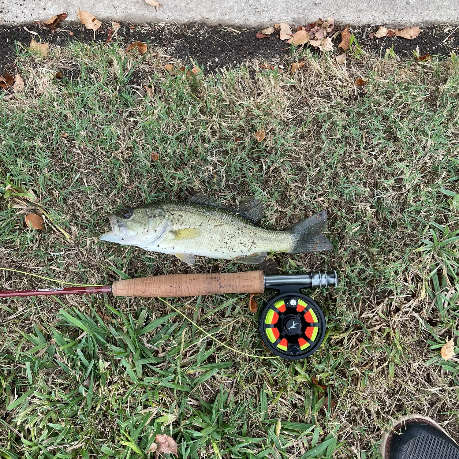 Largemouth bass caught on Fishbrain