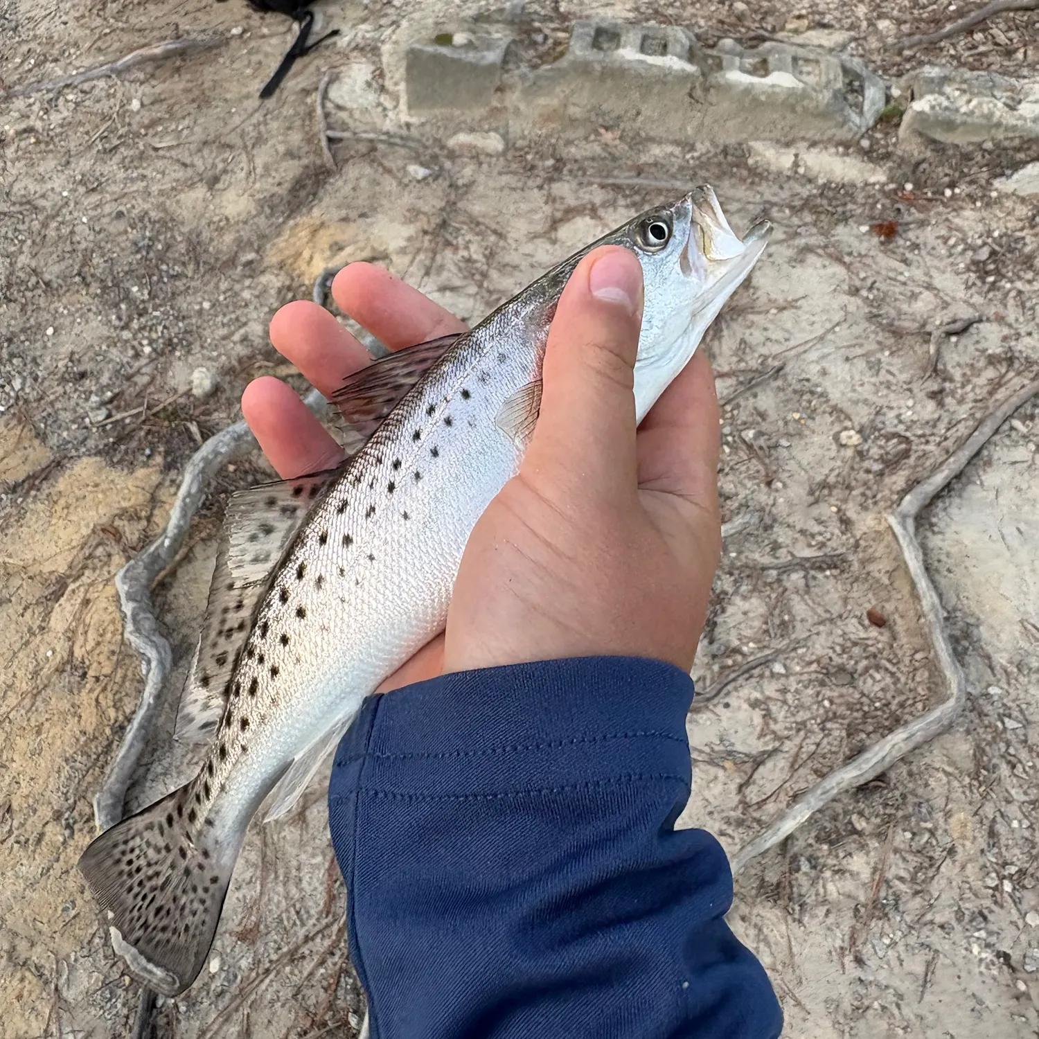 Spotted seatrout caught on Fishbrain