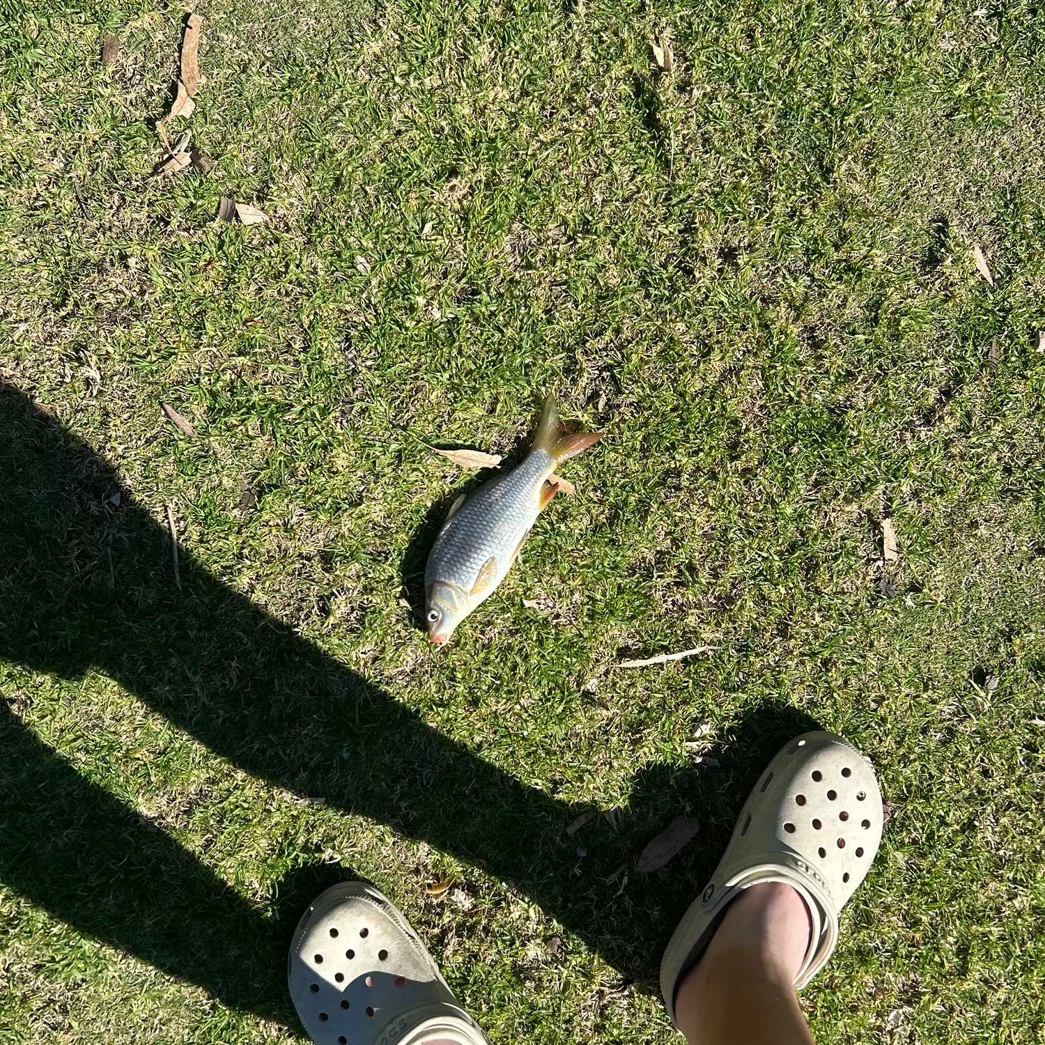 Common carp caught on Fishbrain