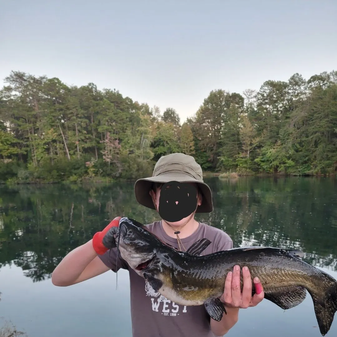 Channel catfish caught on Fishbrain
