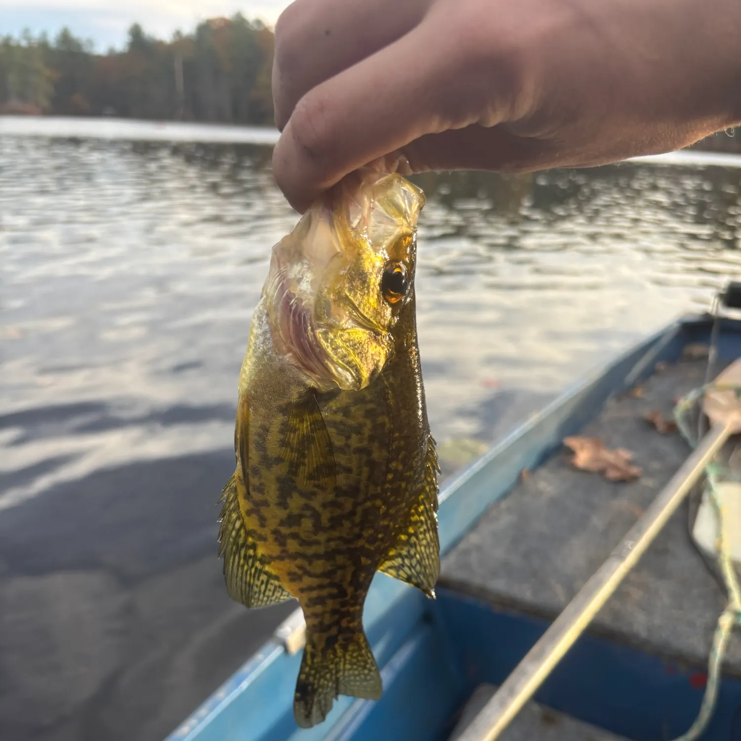 Black crappie caught on Fishbrain